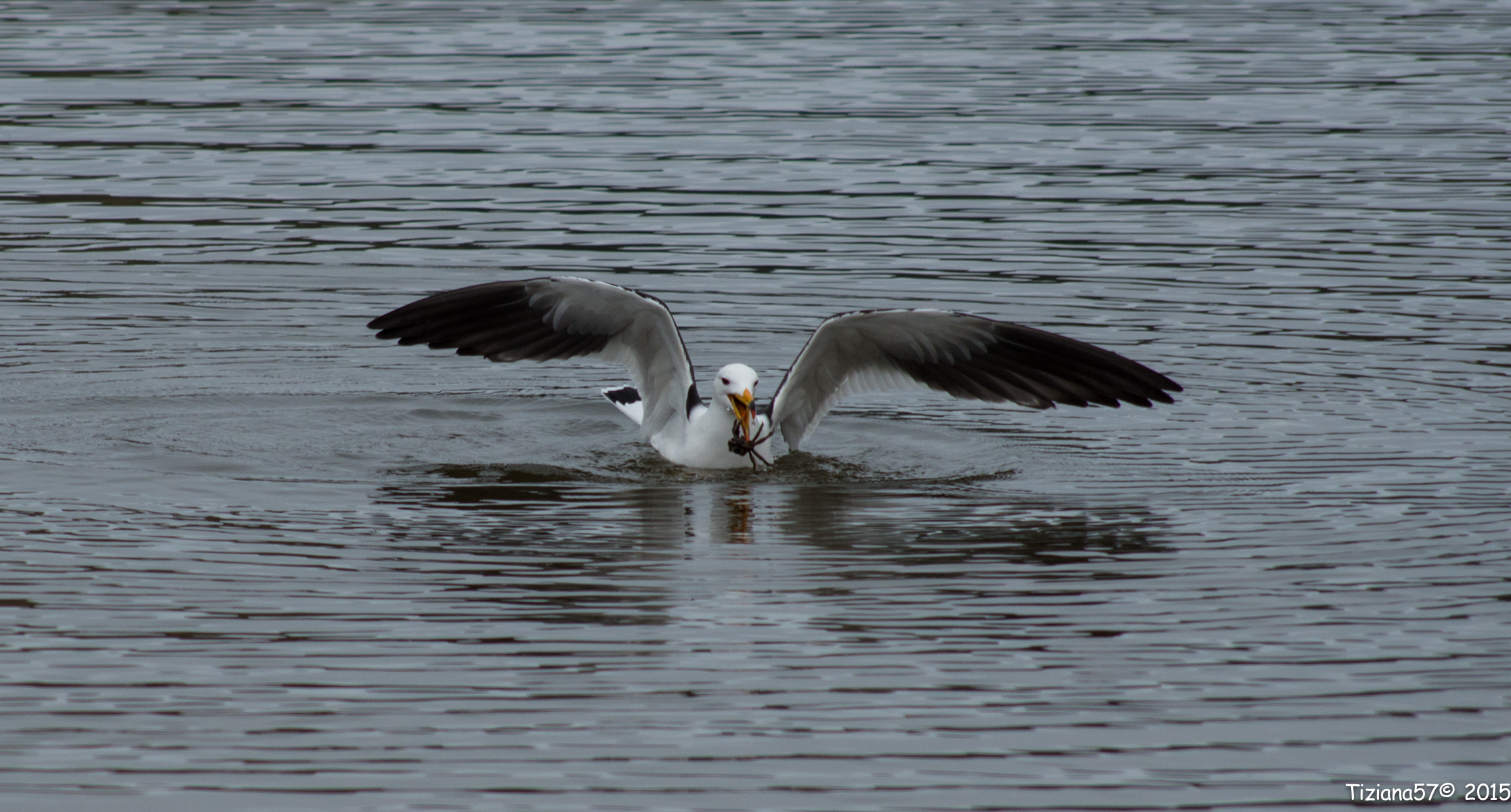 Gaviota Cangrejera
