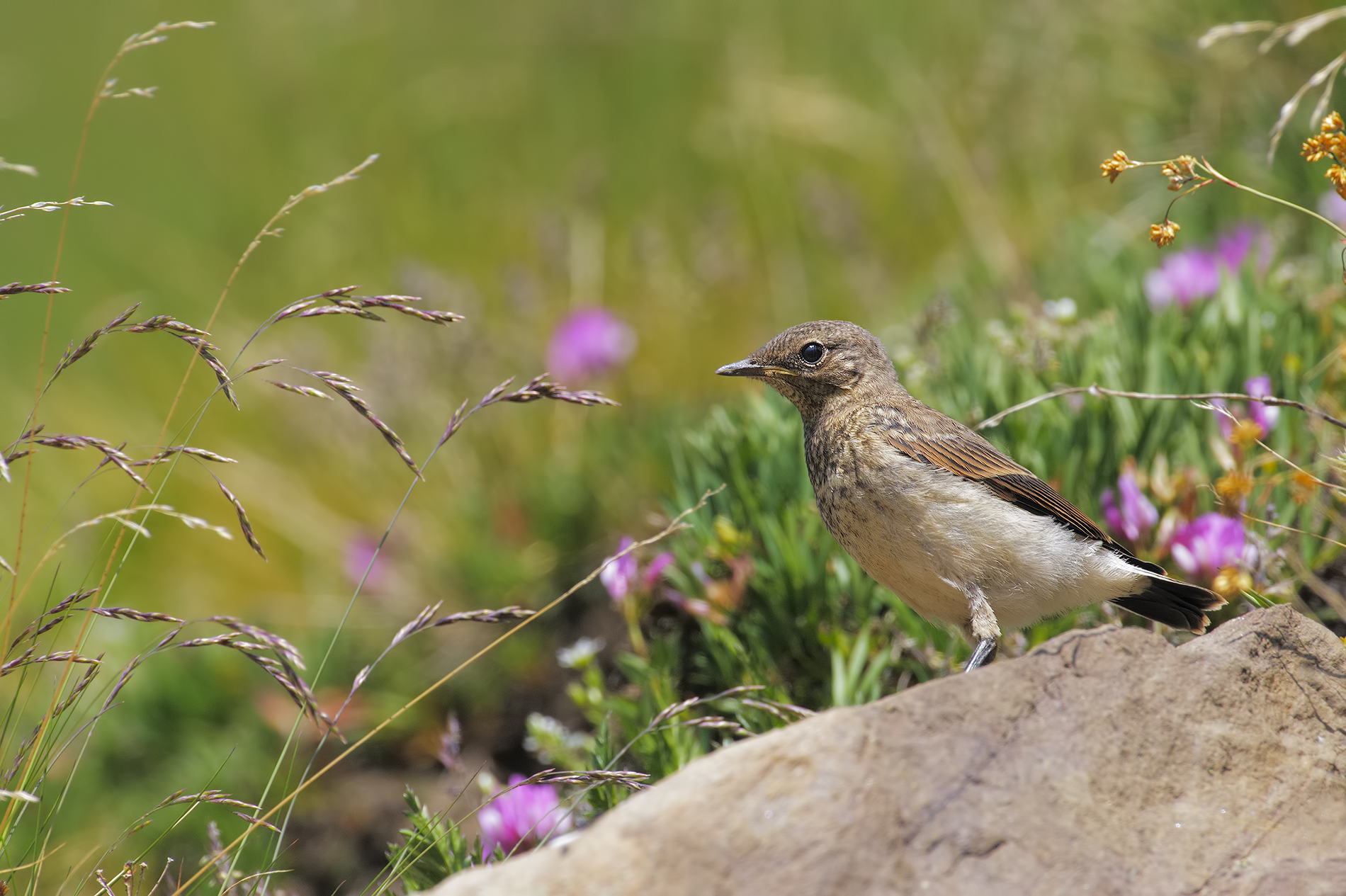 wheatear juv.