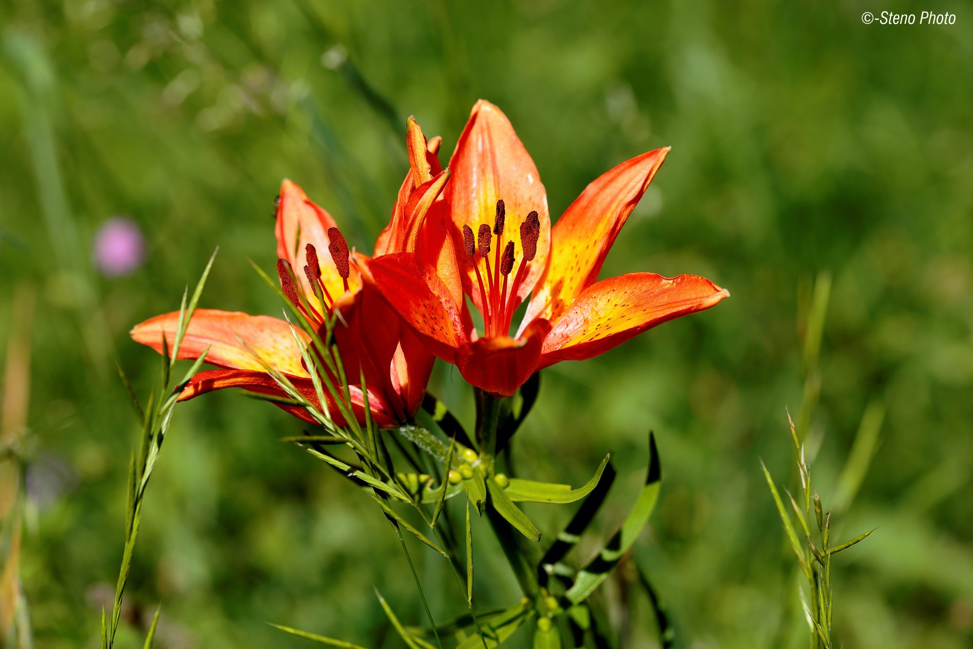 Mountain lily