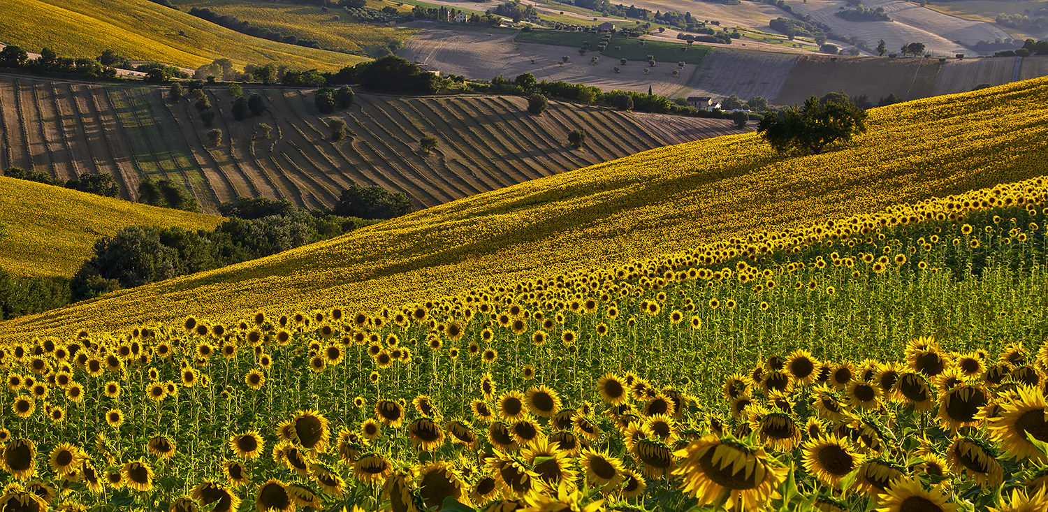 Le Marche in Luglio