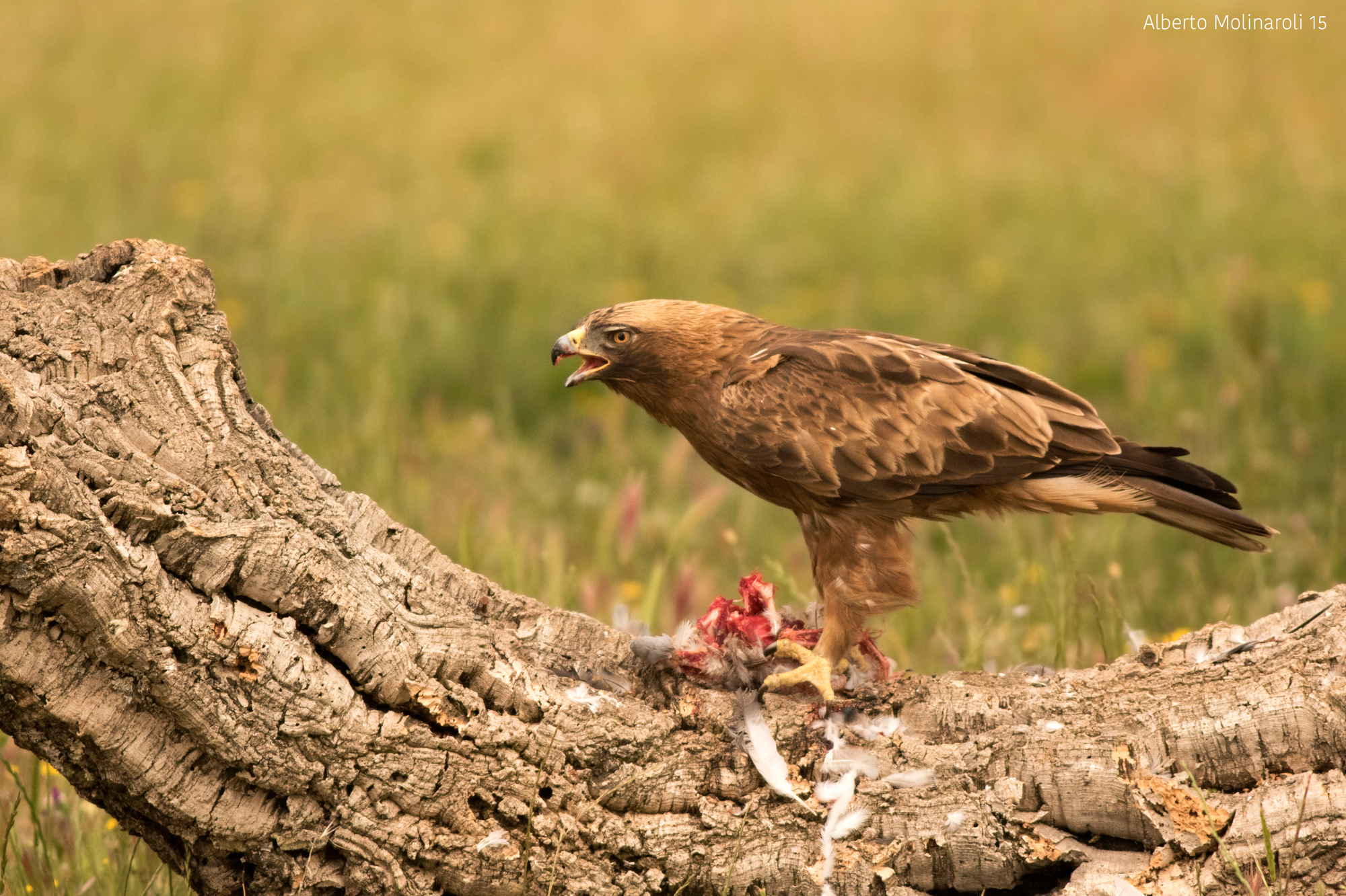 Aquila minore femmina