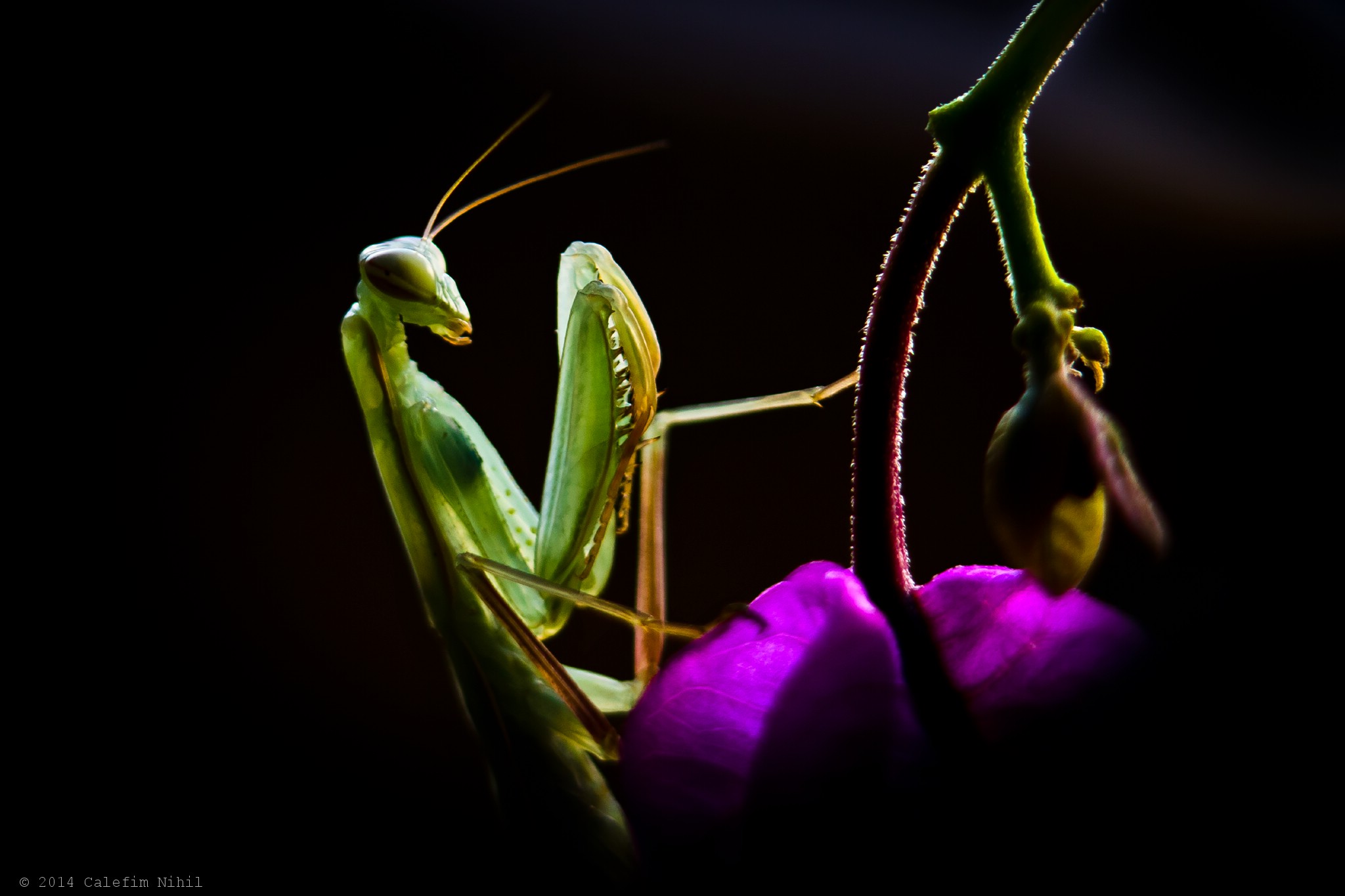 Religious Mantis