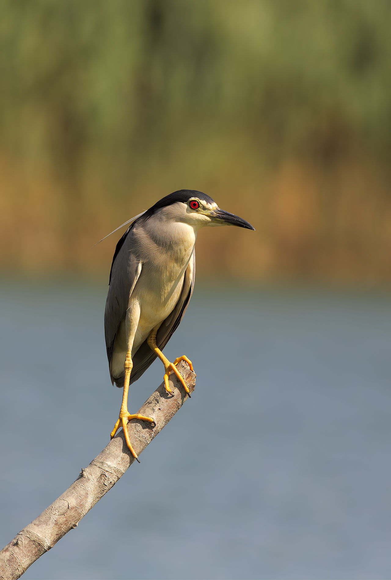 Night Heron