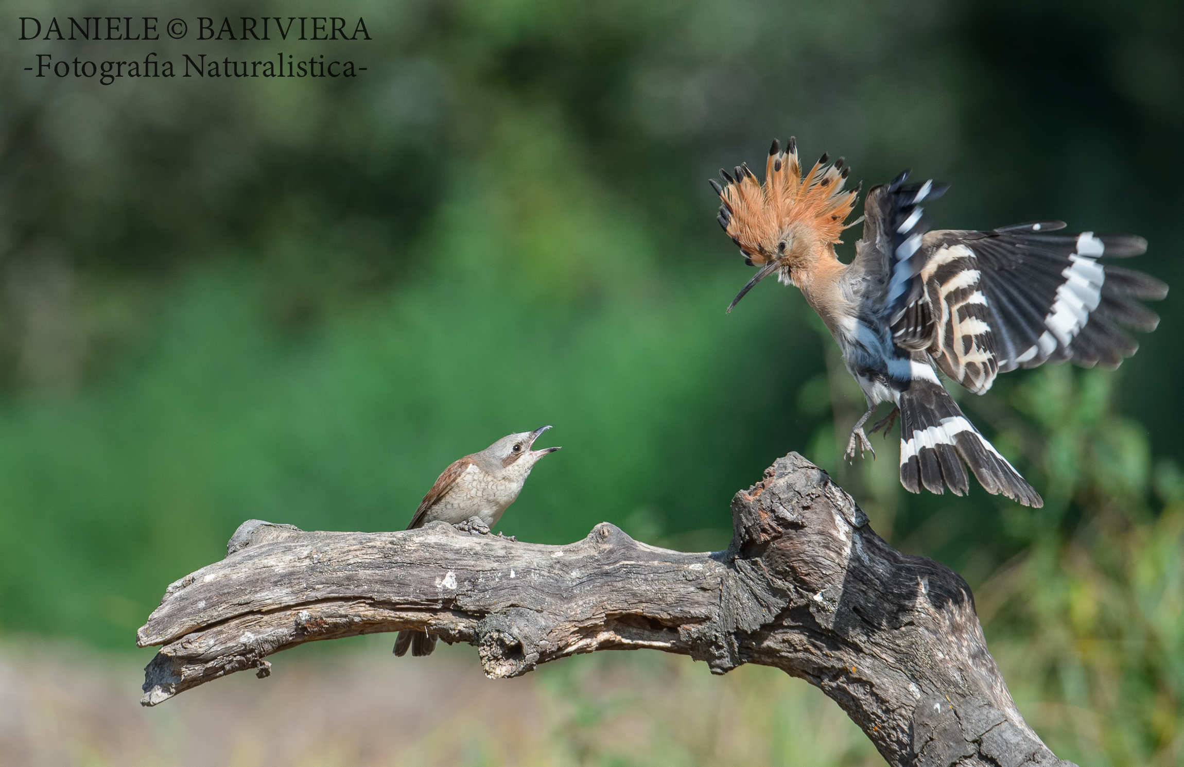 Il titano e la formica !!