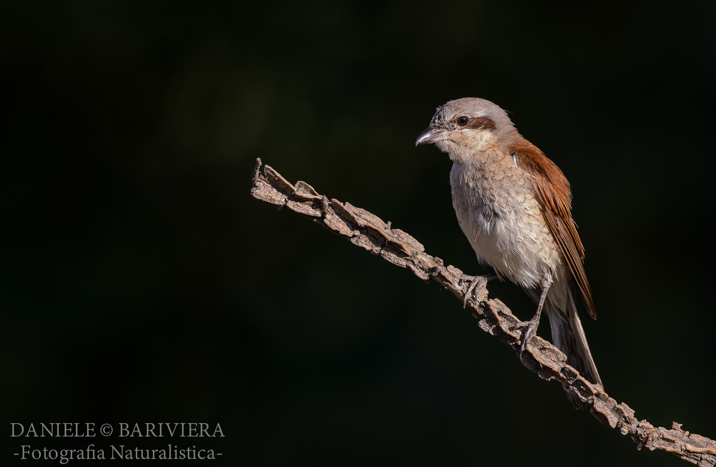 Averla Piccola femmina