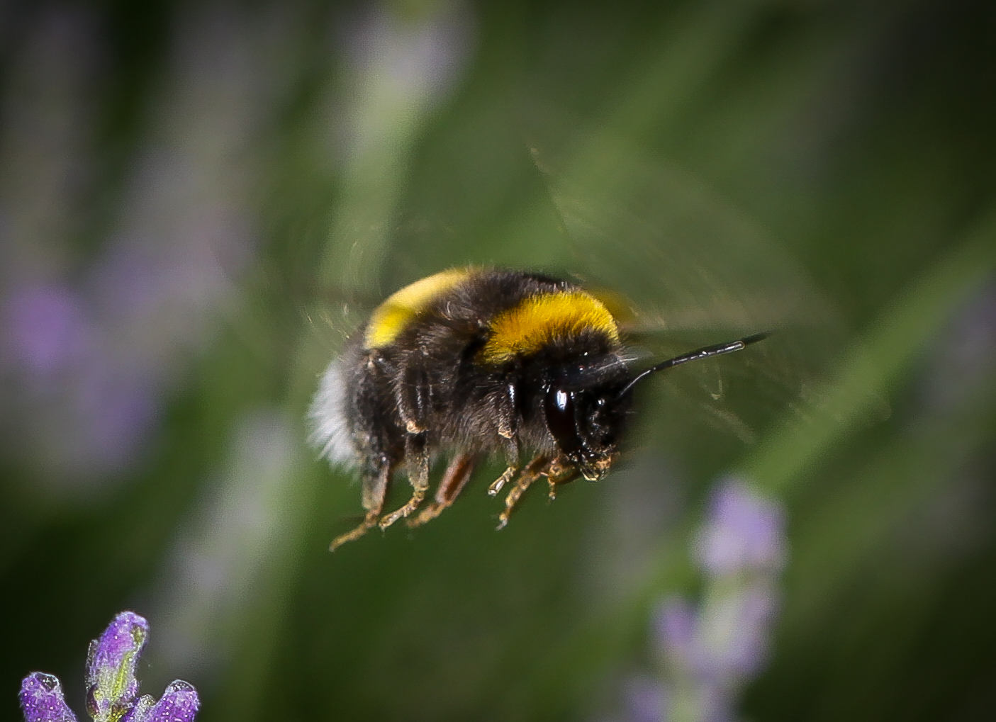 bombus
