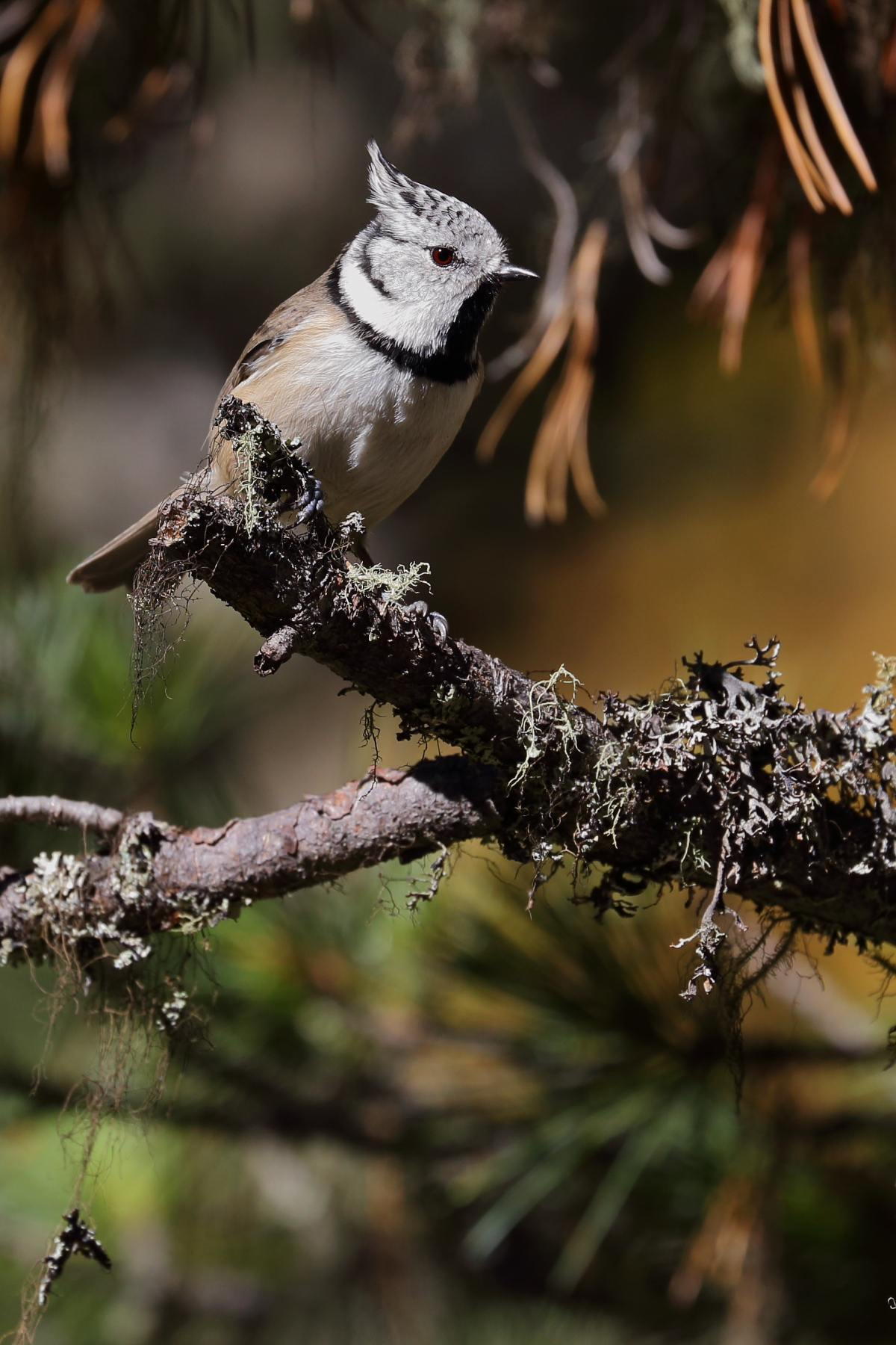 Crested Tit