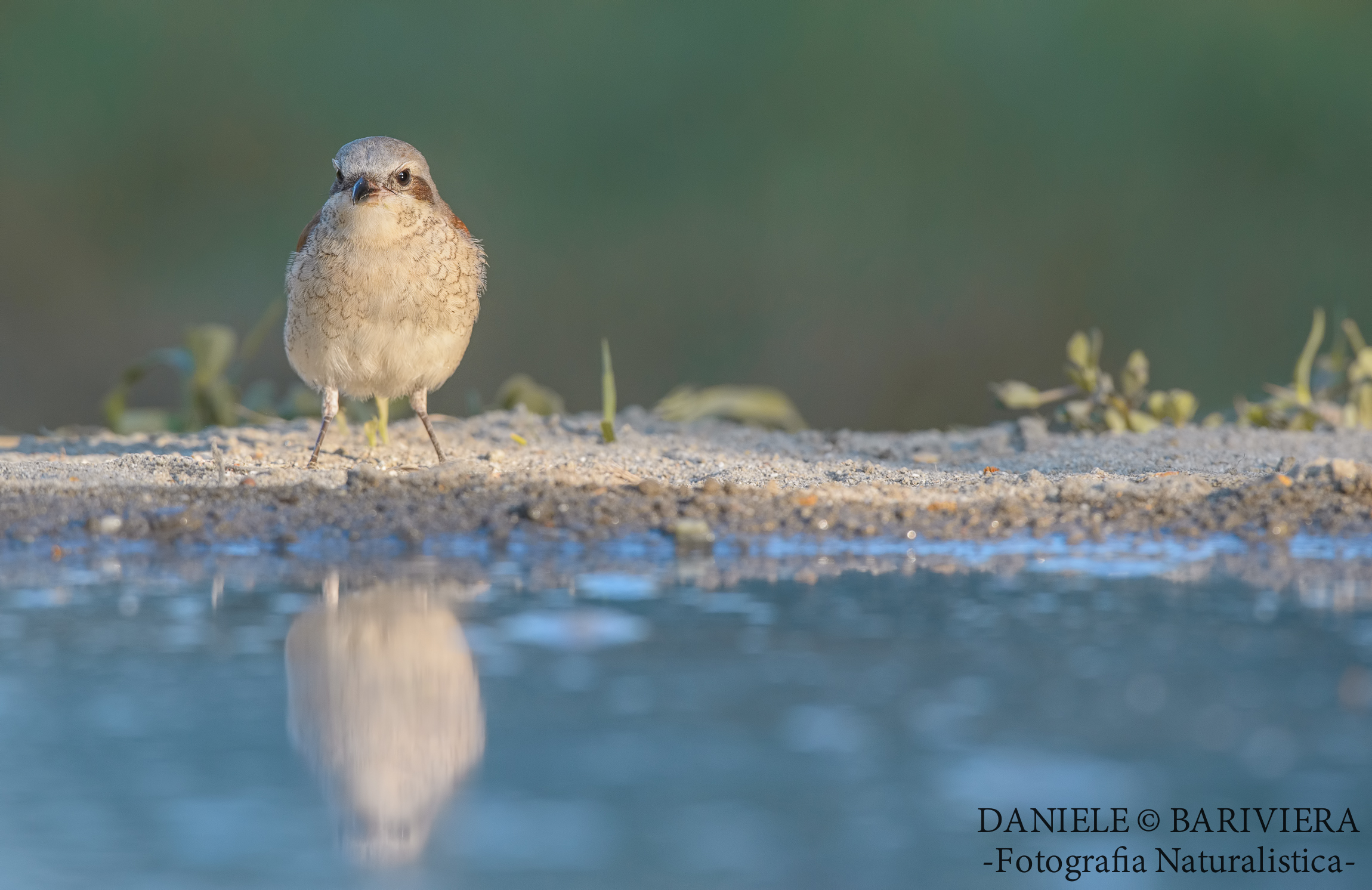 Averla alle prime luci del giorno ...