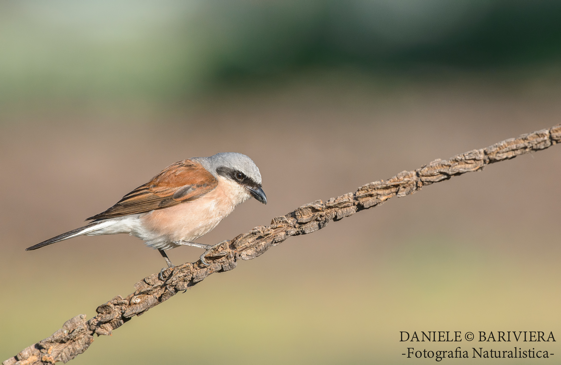 Averla Piccola maschio