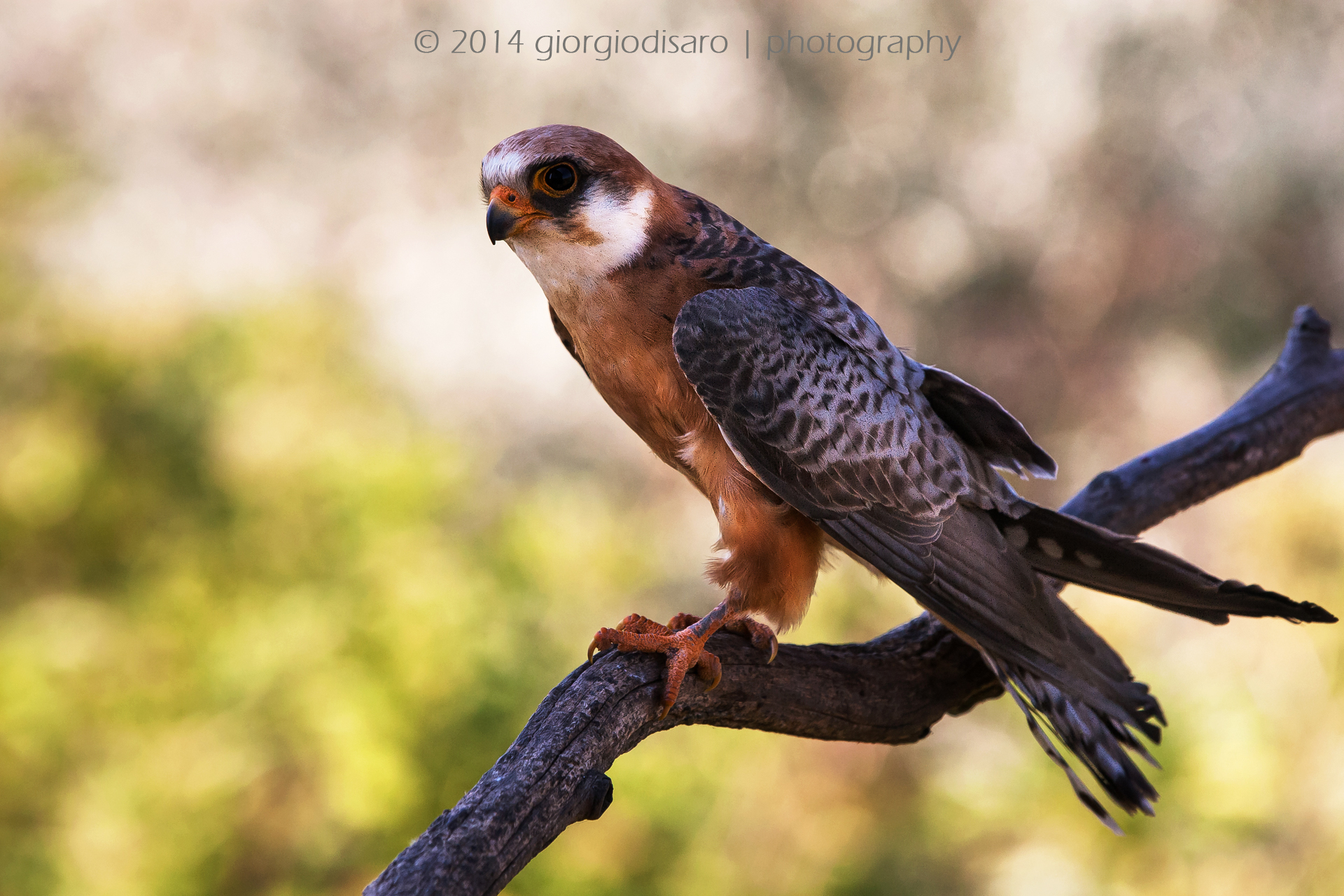 red-footed falcon