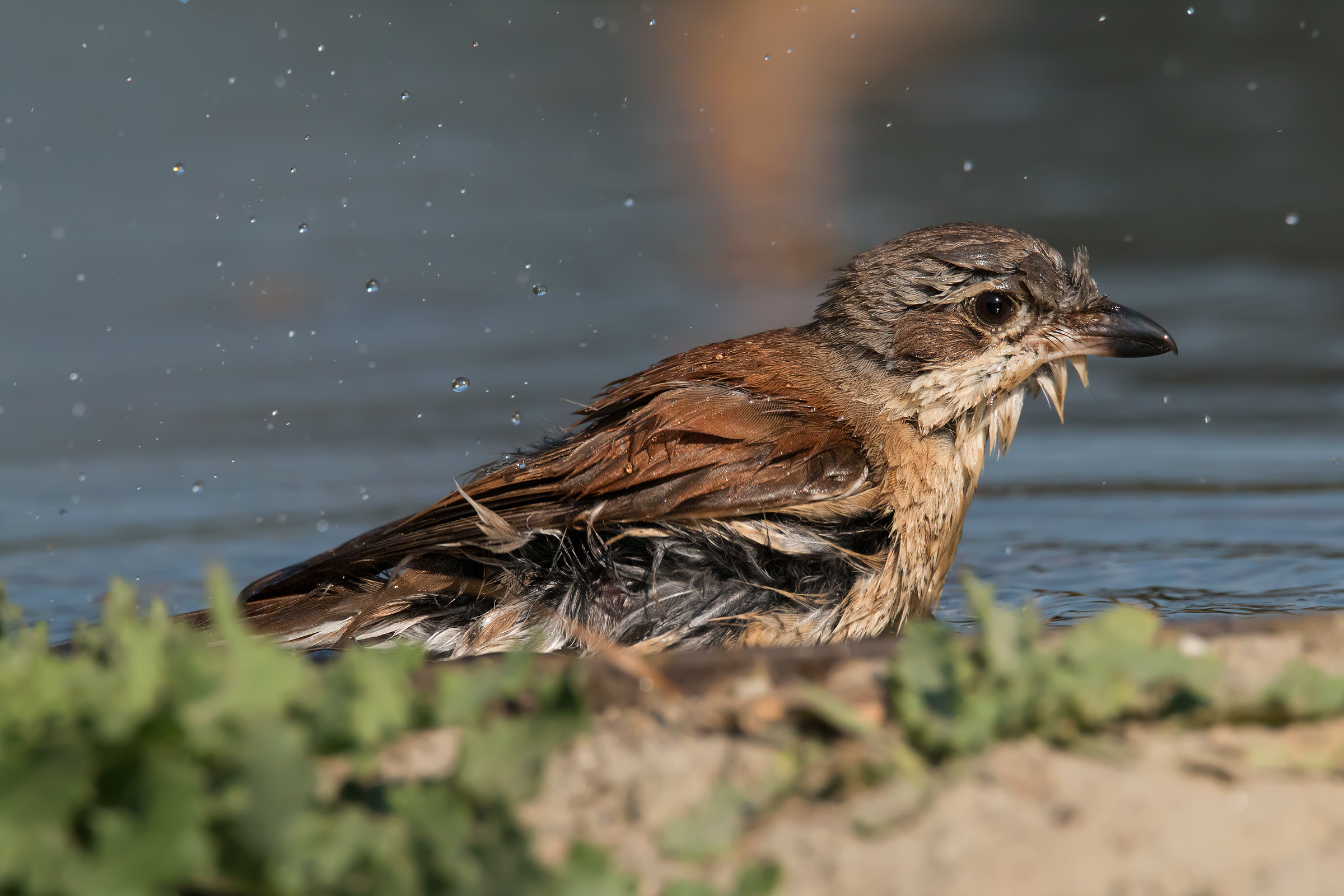 The bath of young shrike