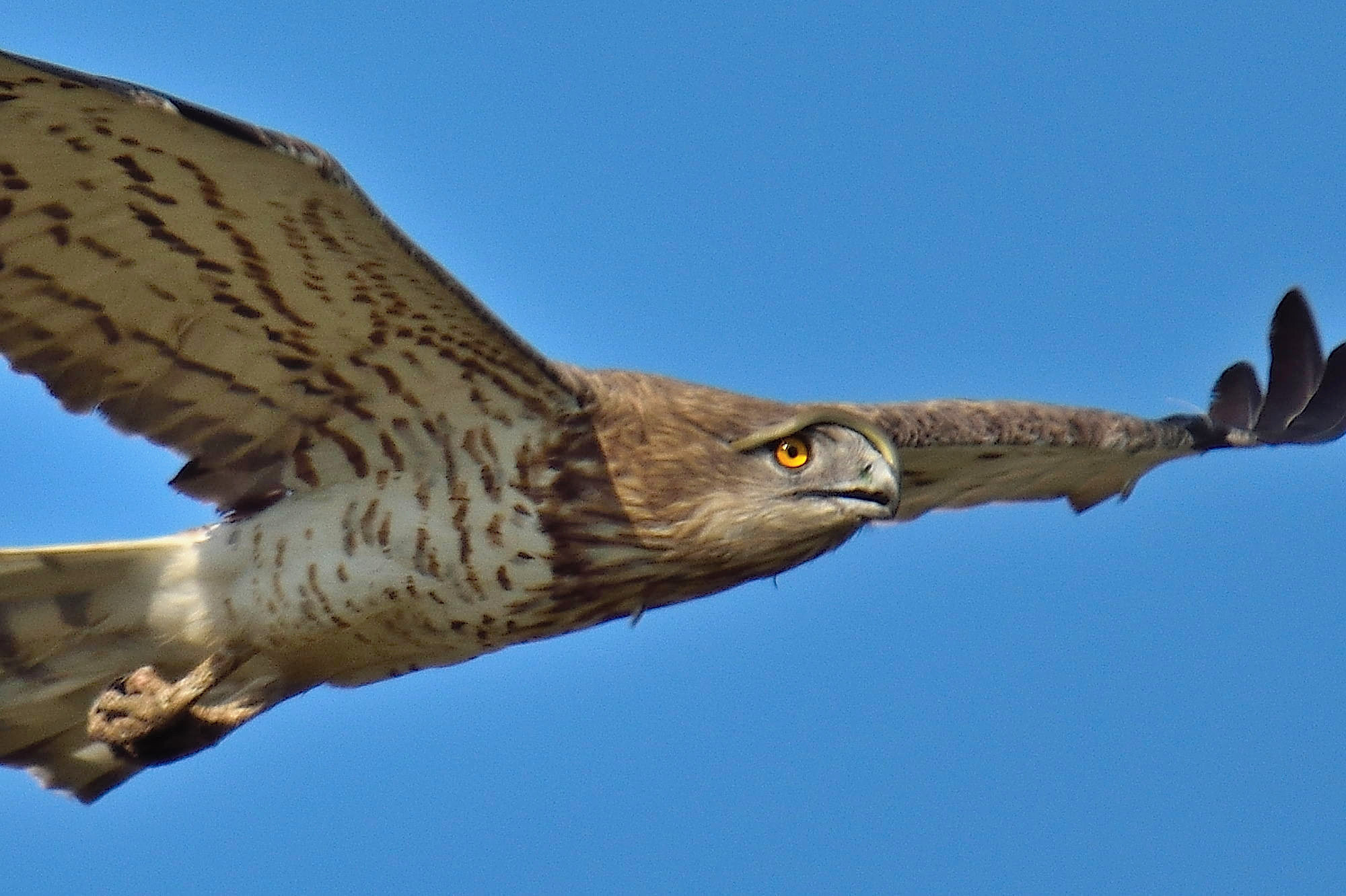 Toed eagle with a snake