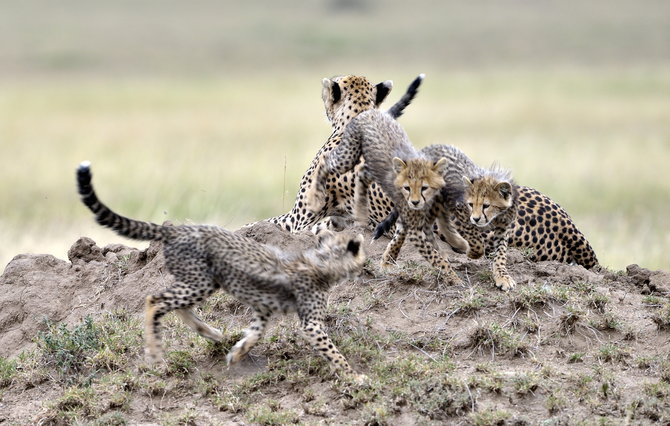 Tanzania 2015 - Sul termitaio