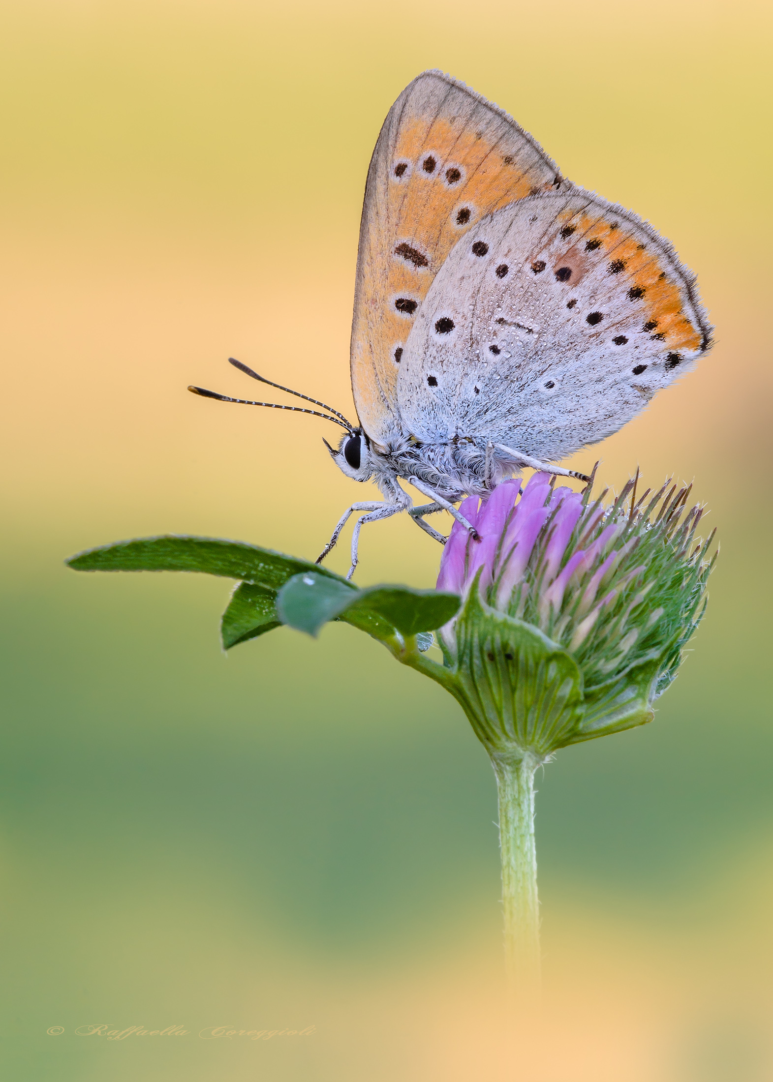 Lycaena dispar