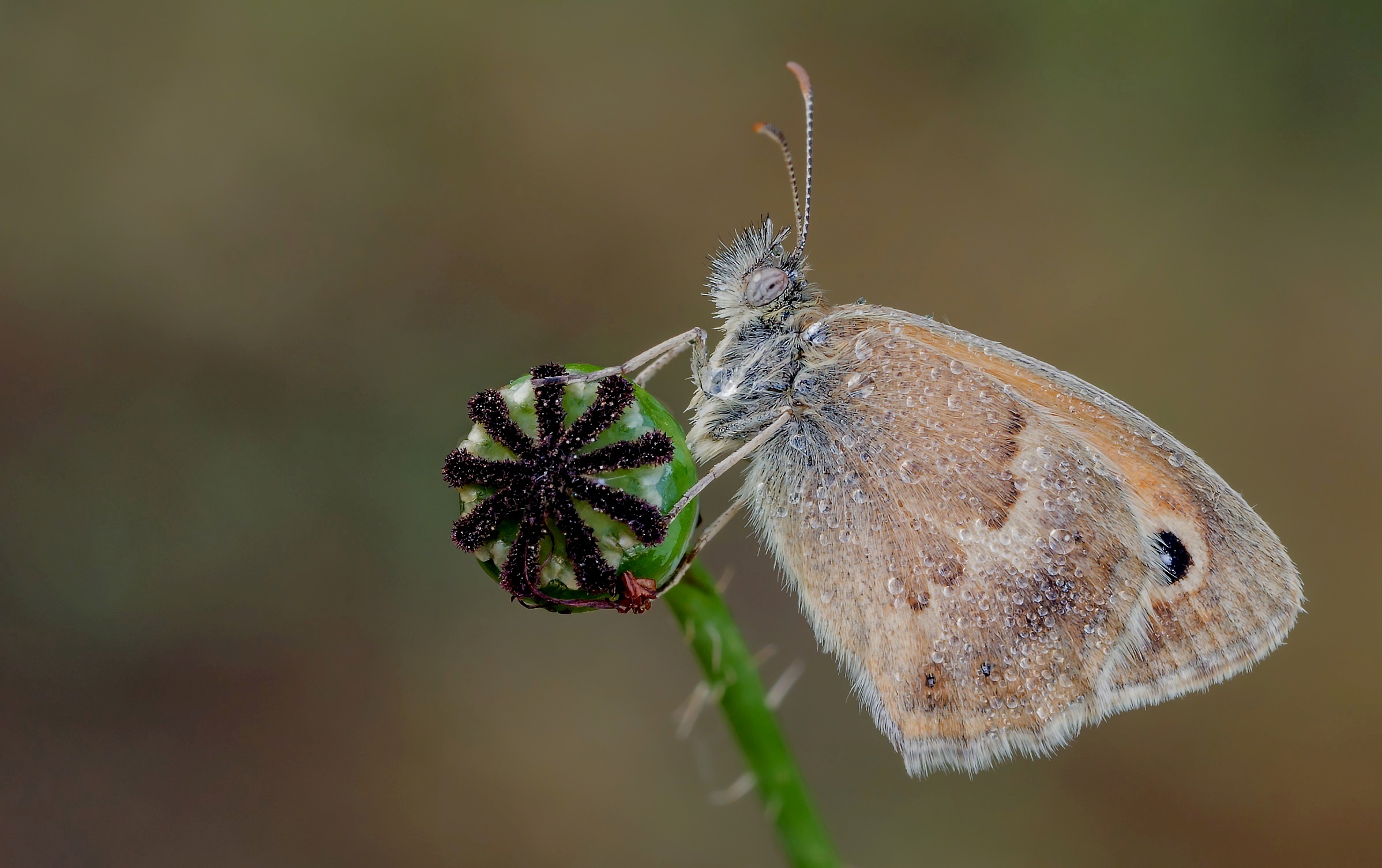 Coenonympha Pamphilus...