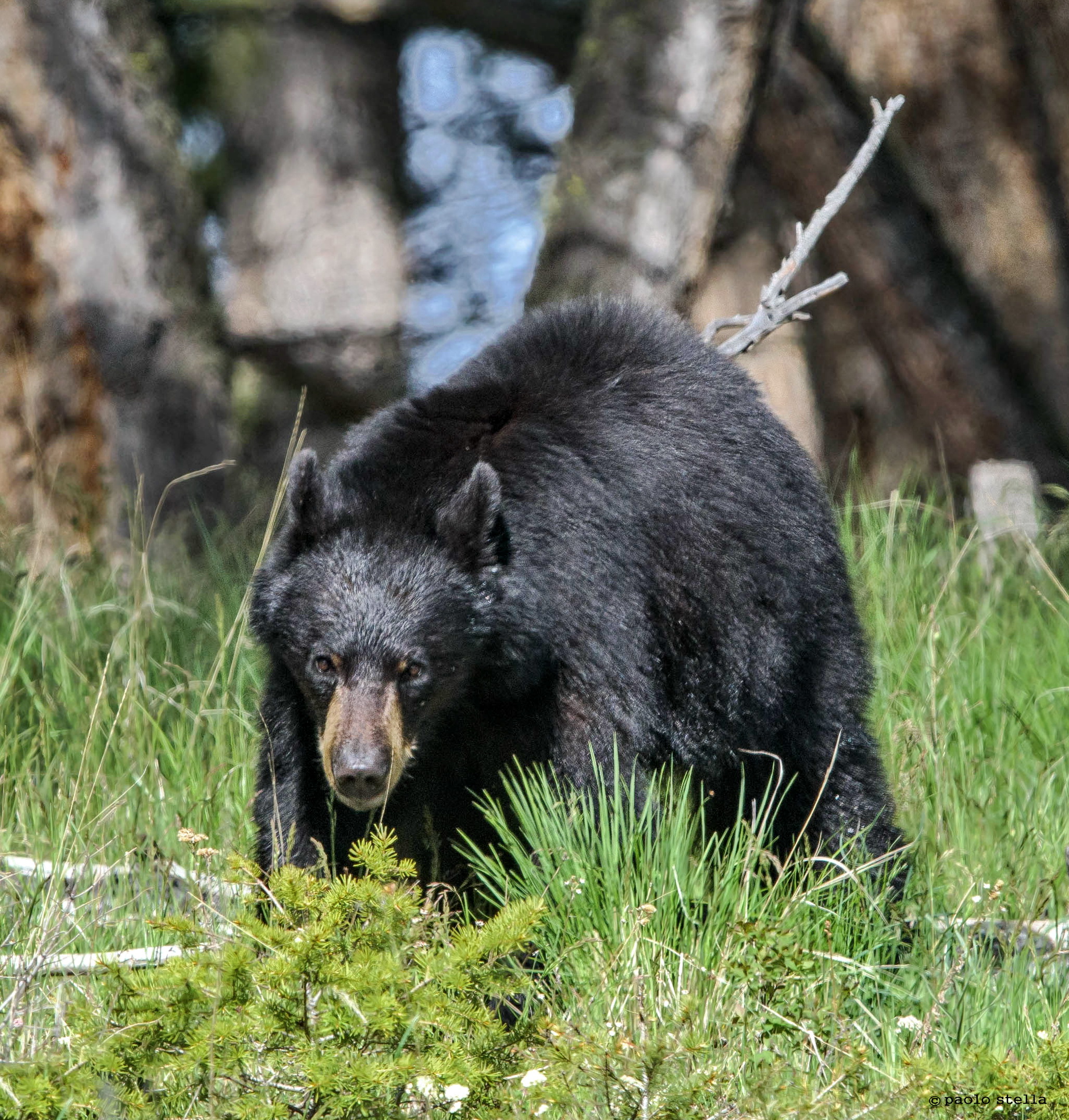 black bear approaching