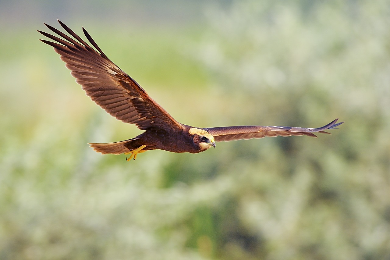 Marsh Harrier