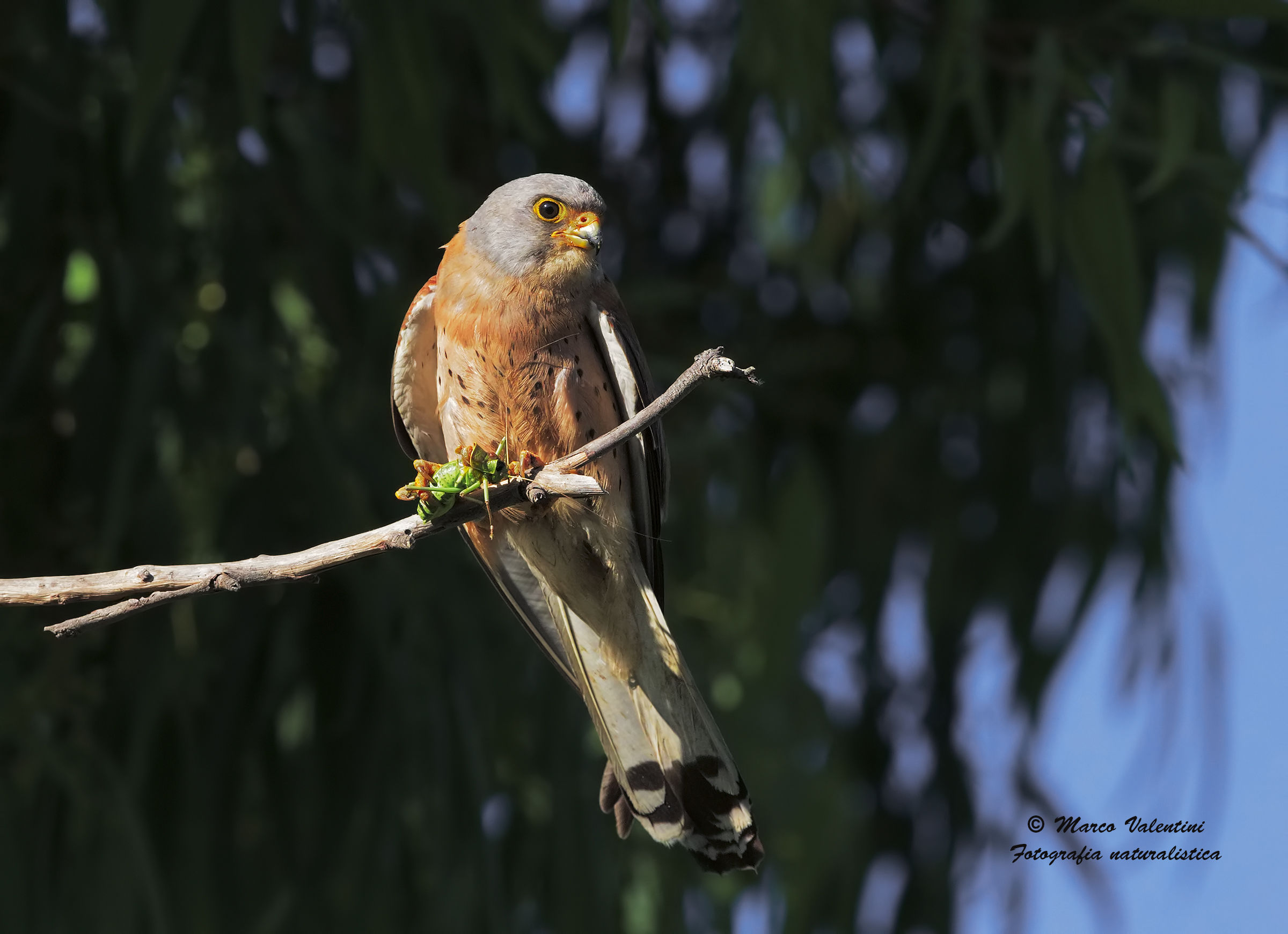 Lesser Kestrel with prey