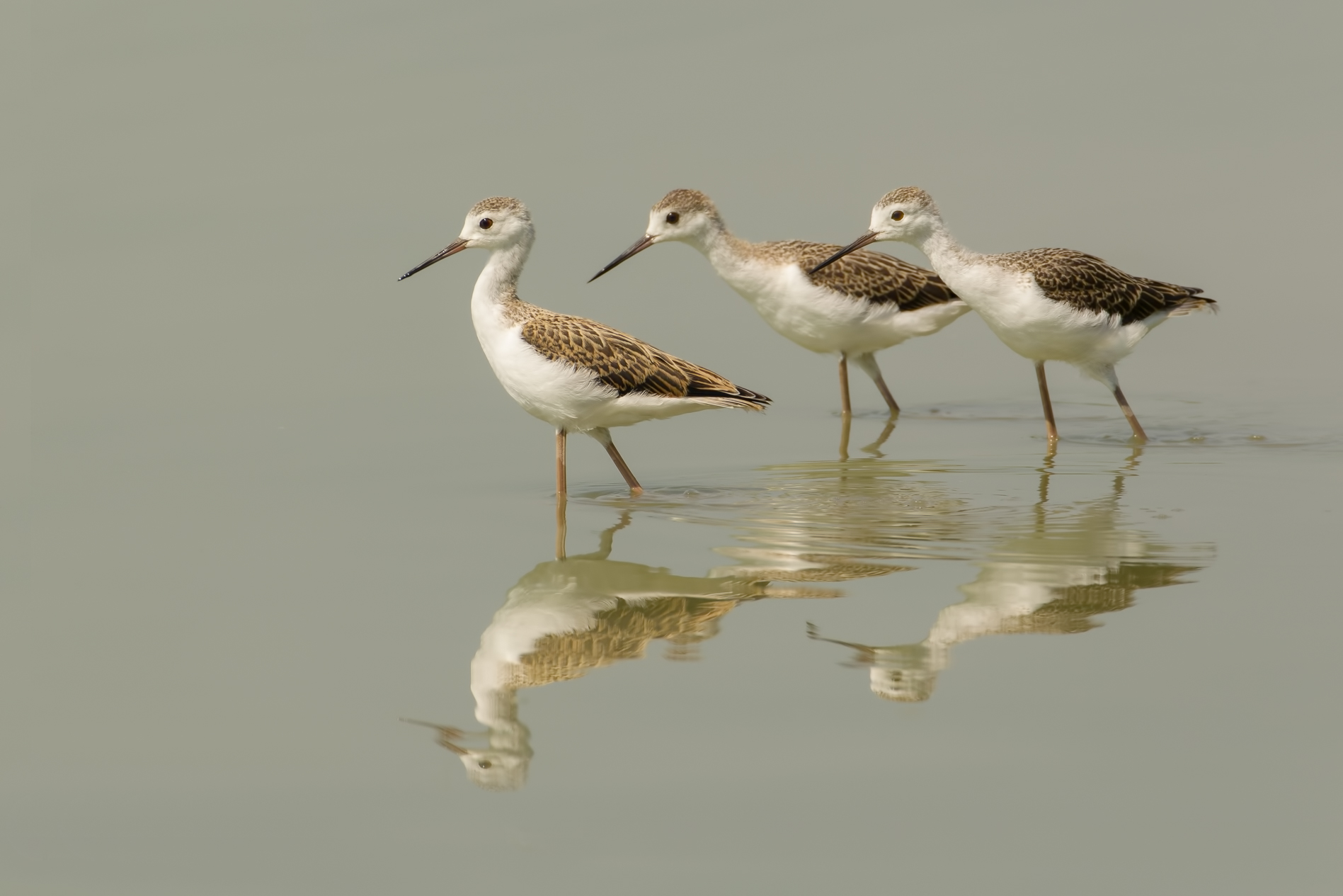 Giovani cavalieri d'Italia