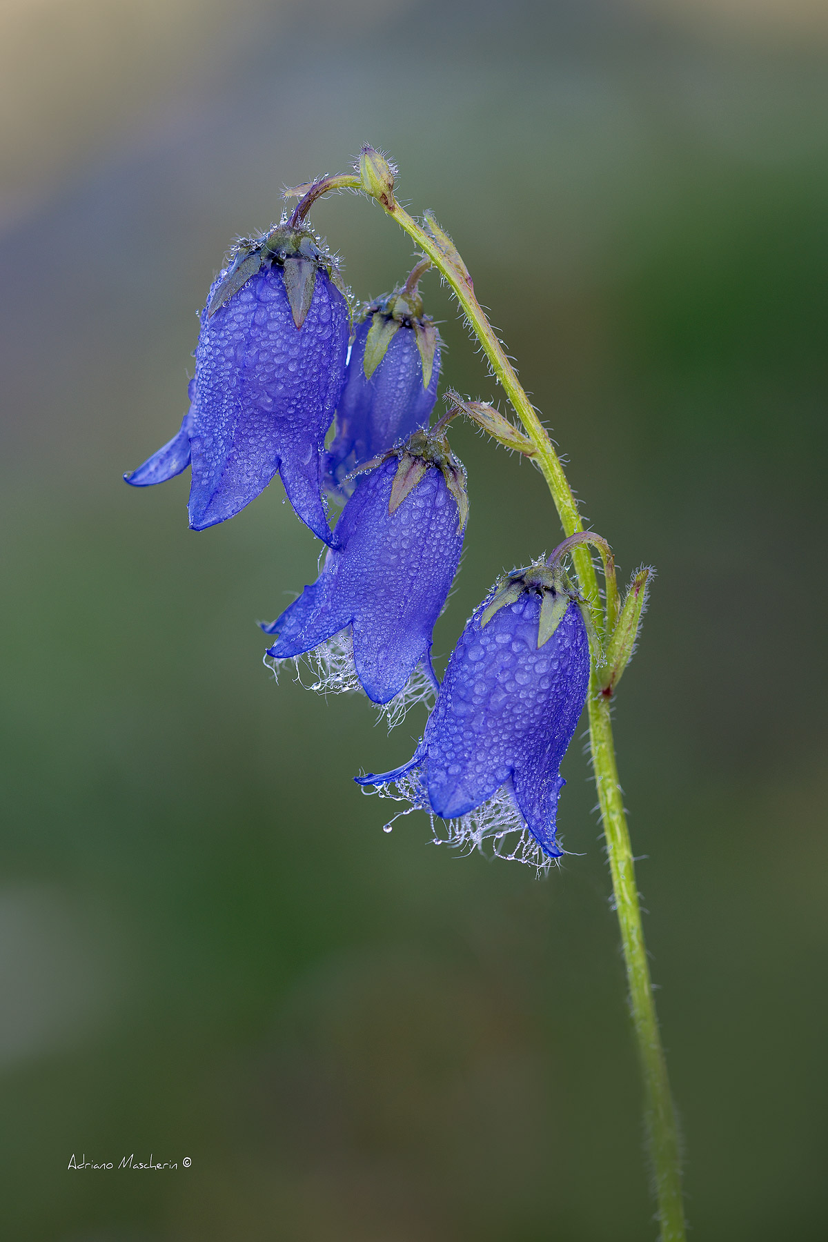 Campanula Barbata