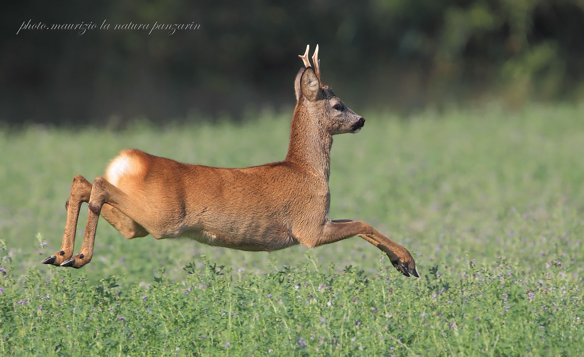 capriolo in lievitazione!