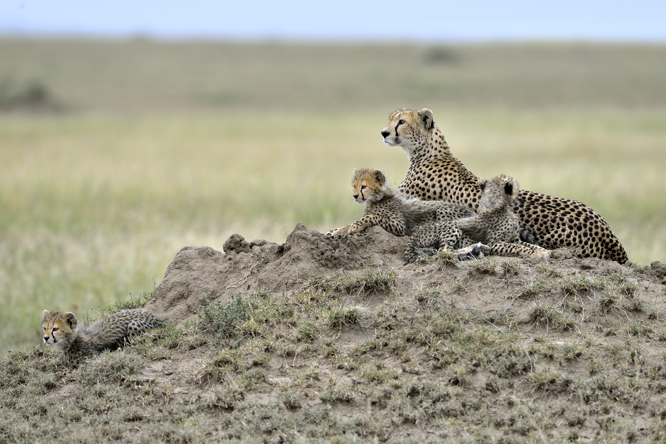 Tanzania 2015 - Sul termitaio