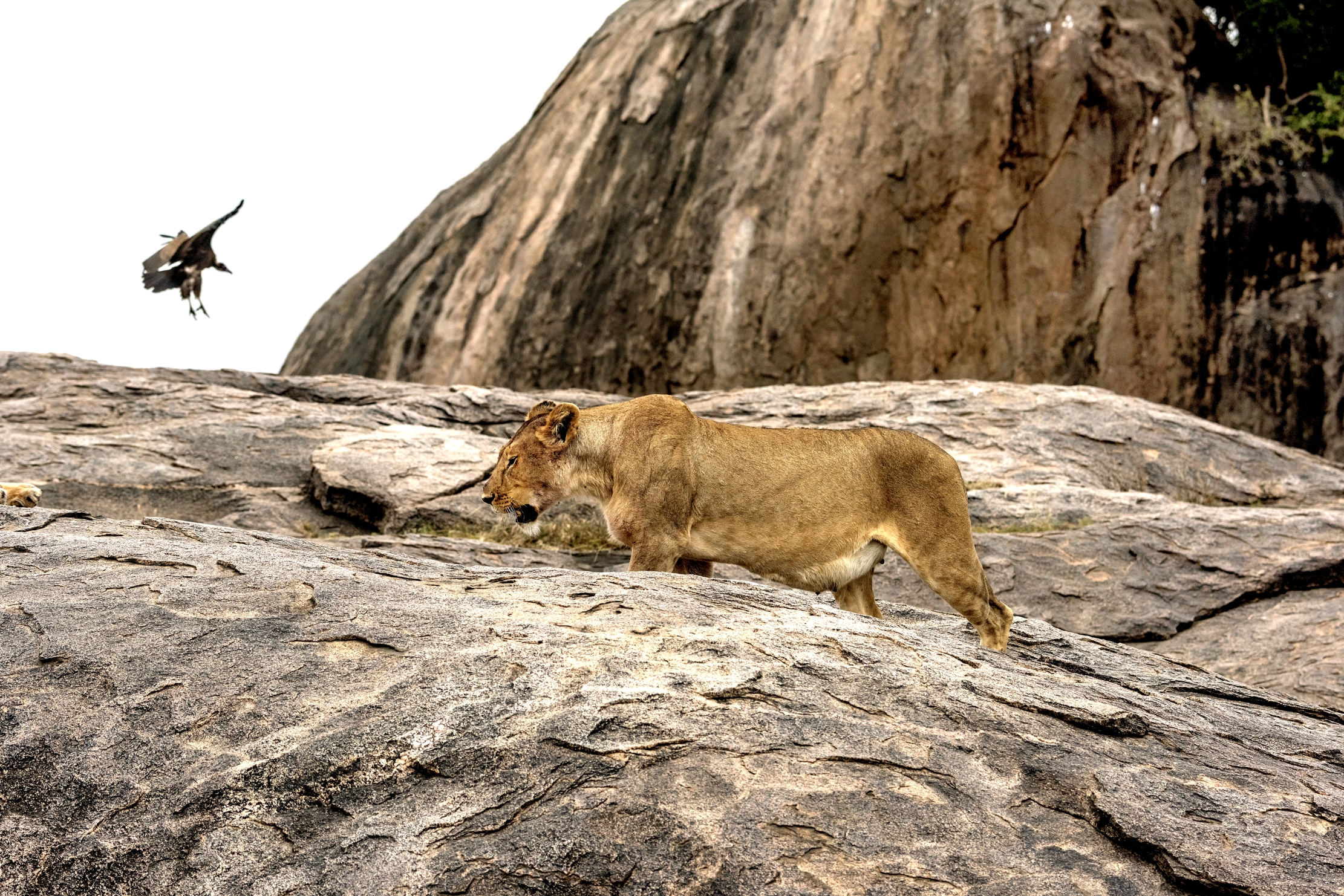 Tanzania 2015 - Sul Kopjes col pancione