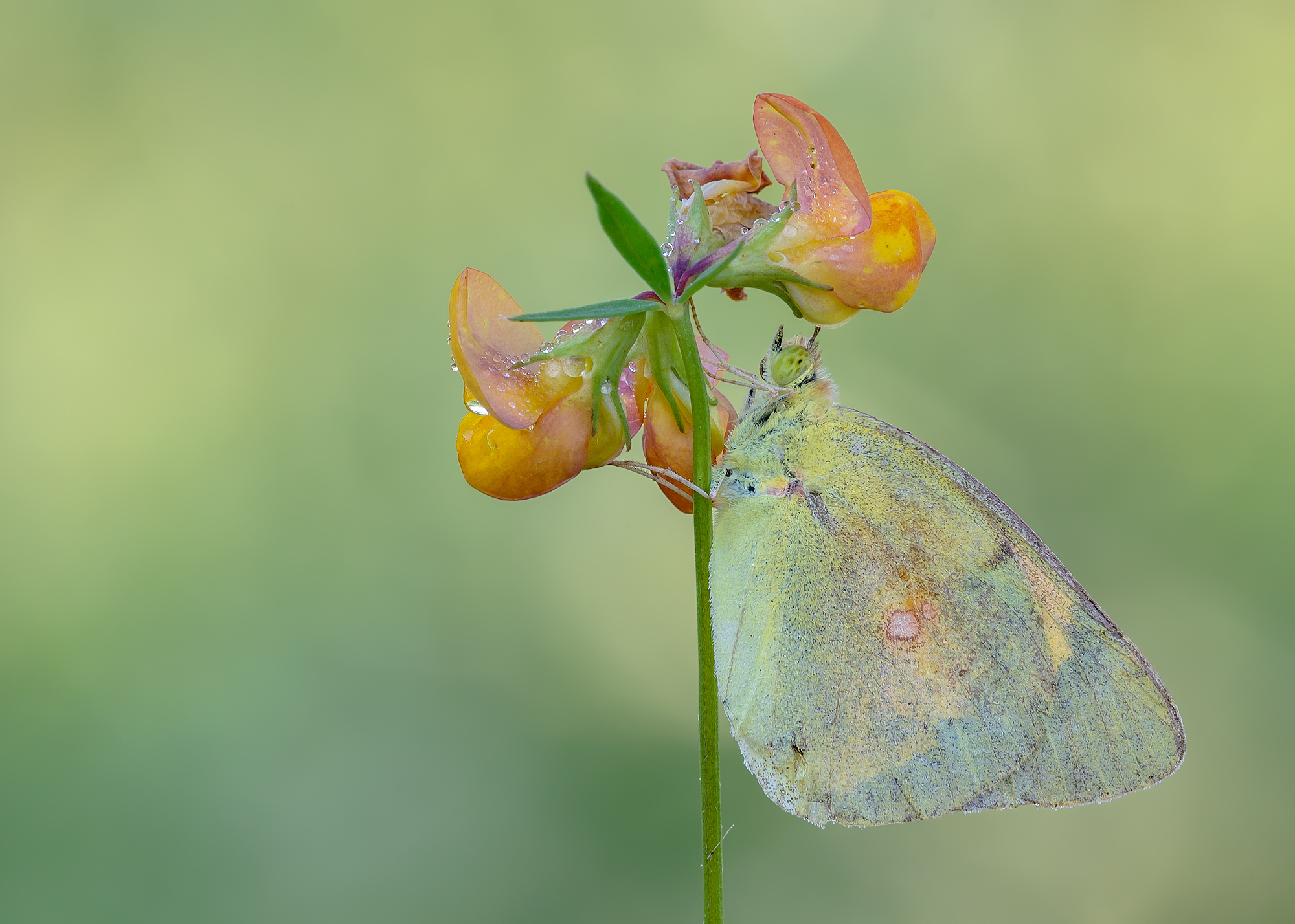 Colias crocea
