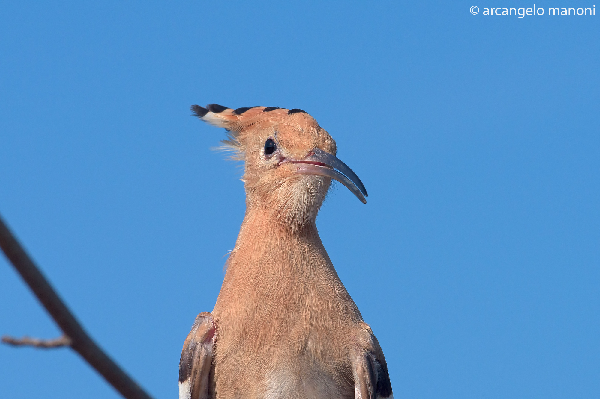 Hoopoe in F16