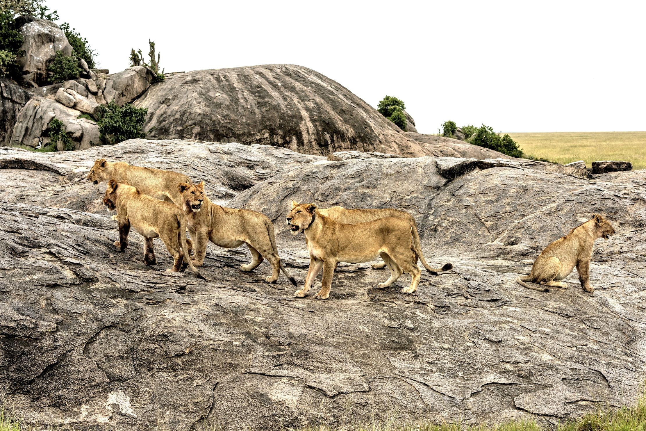 Tanzania 2015 - Sul Kopjes