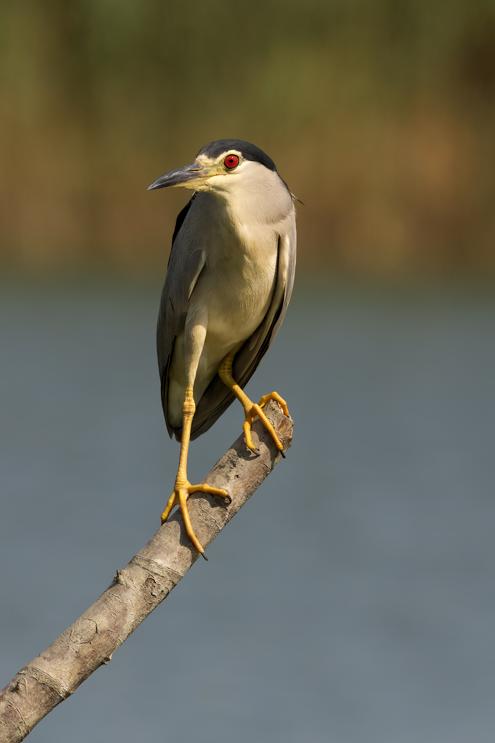 Night Heron