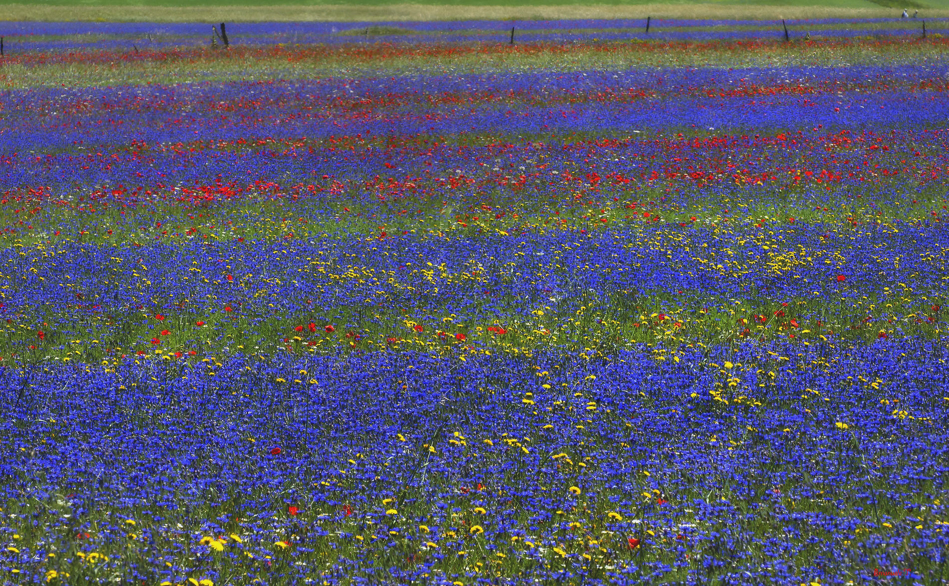 Colors of castelluccio