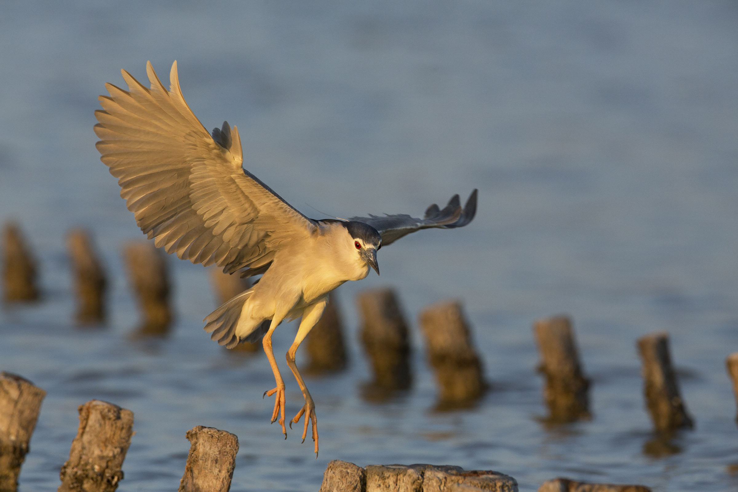 nitticora (nycticorax nycticorax) in atterraggio