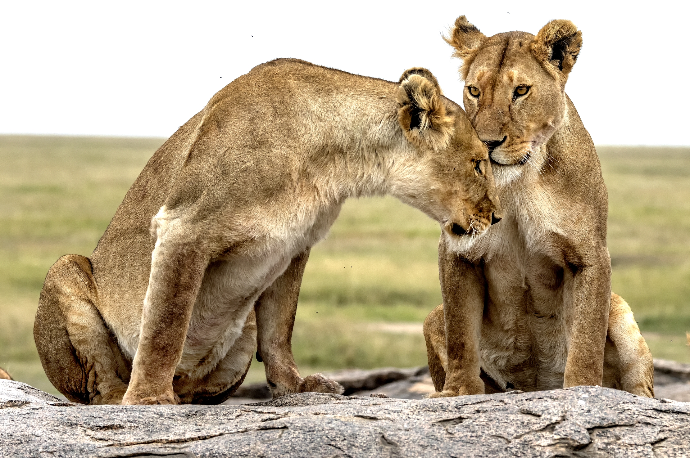 Tanzania 2015 - Sul Kopjes