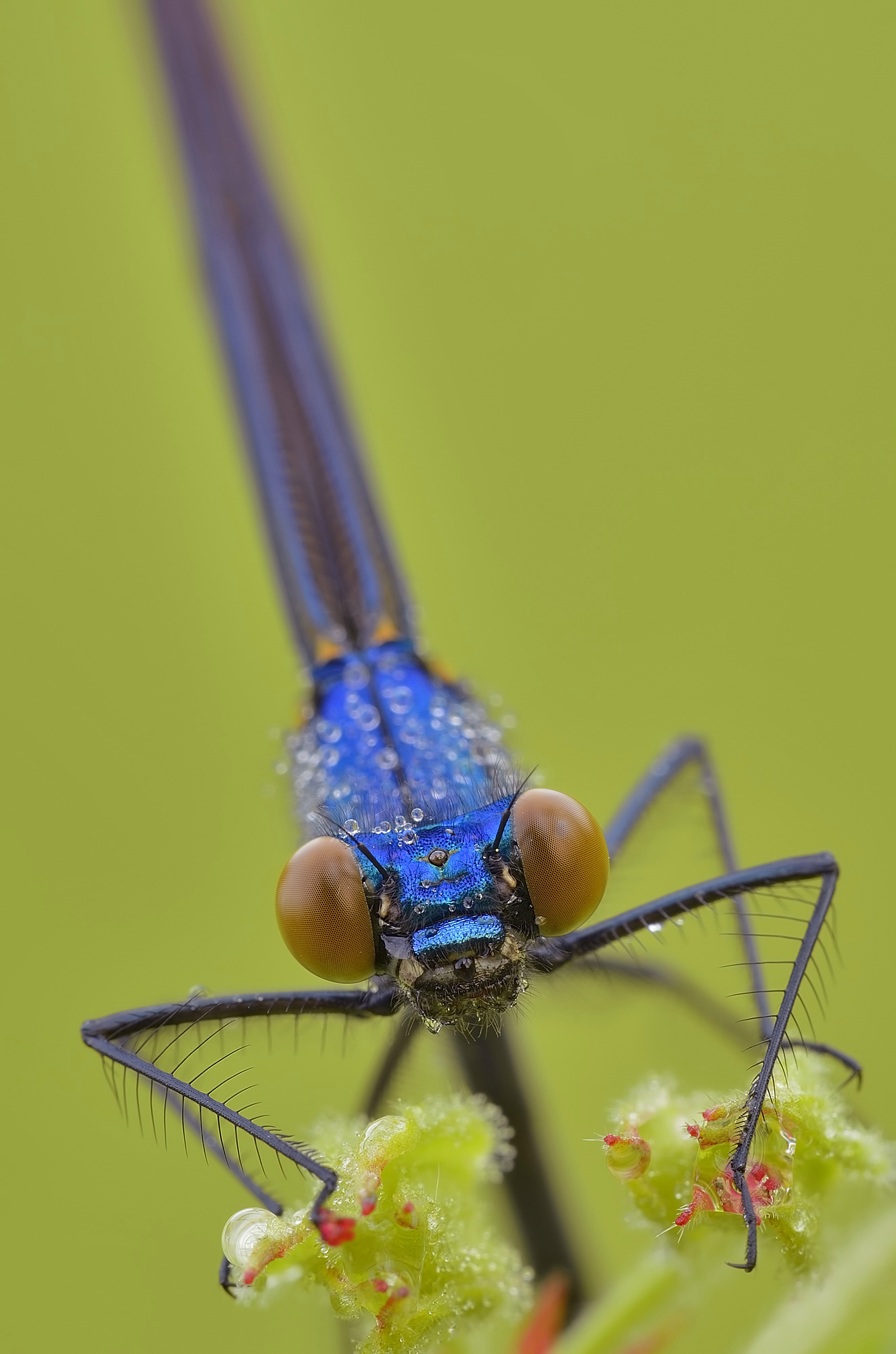 Calopteryx virgo