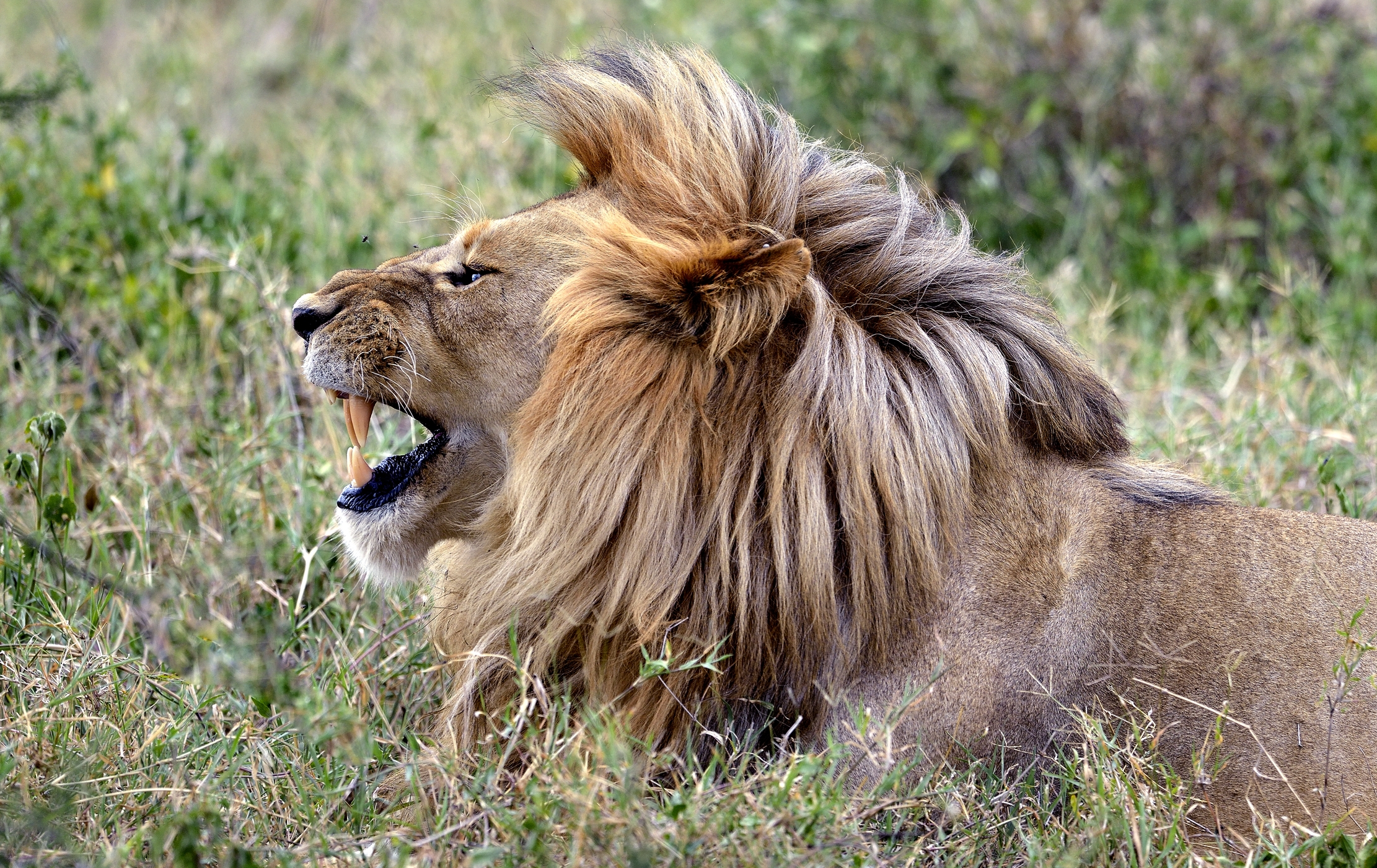 Tanzania 2015 - Ringhietto