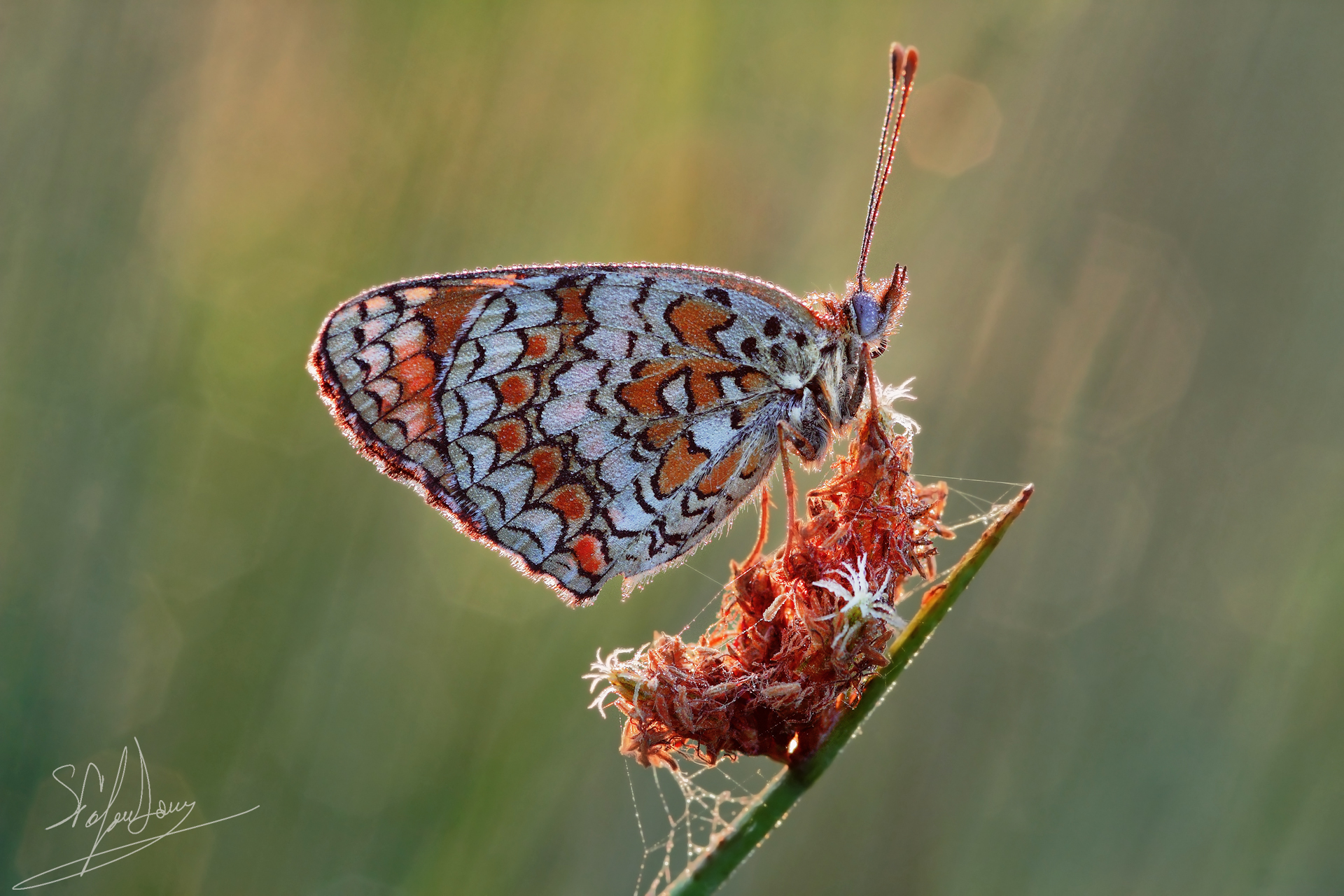 Il calore delle prime luci