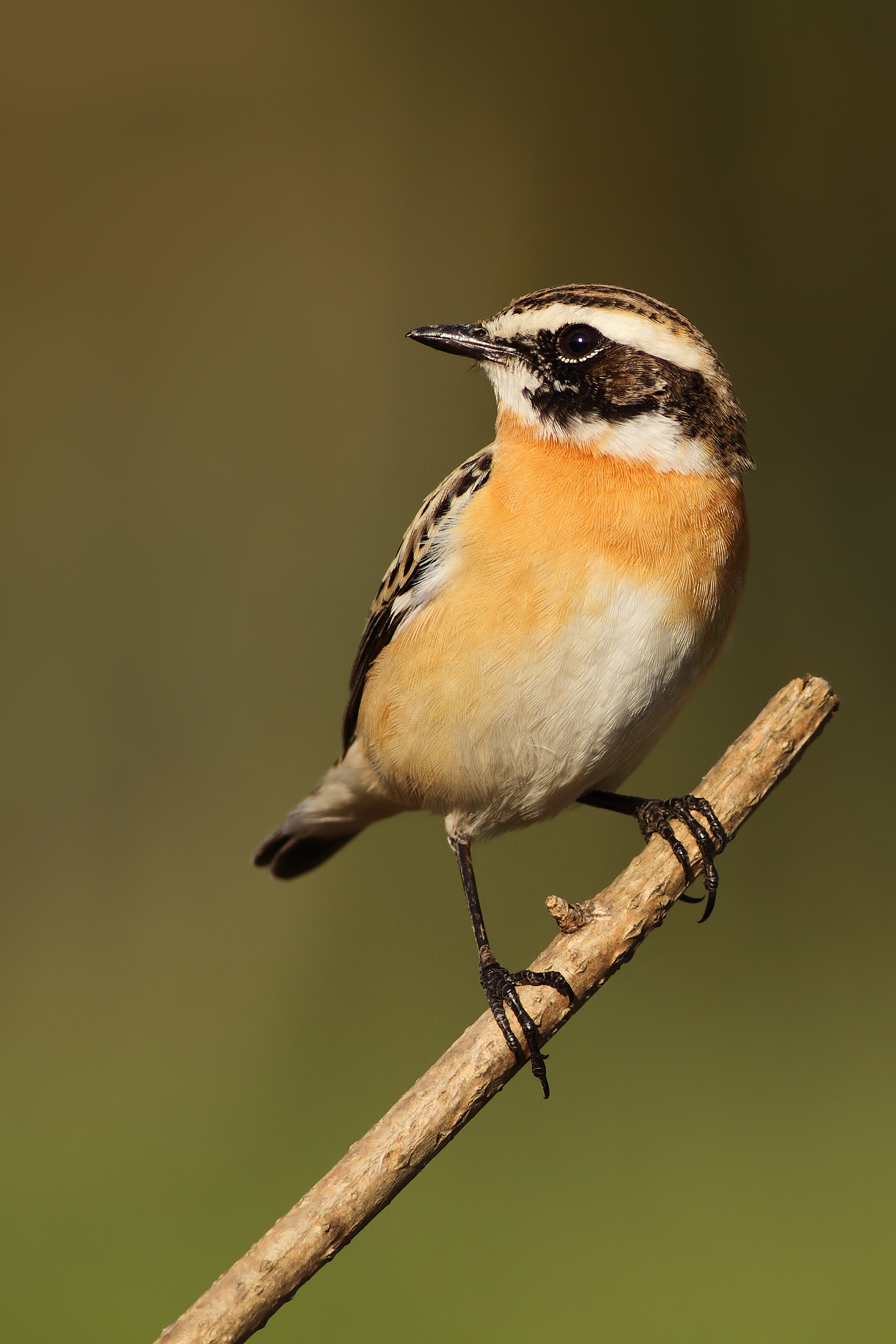 Whinchat