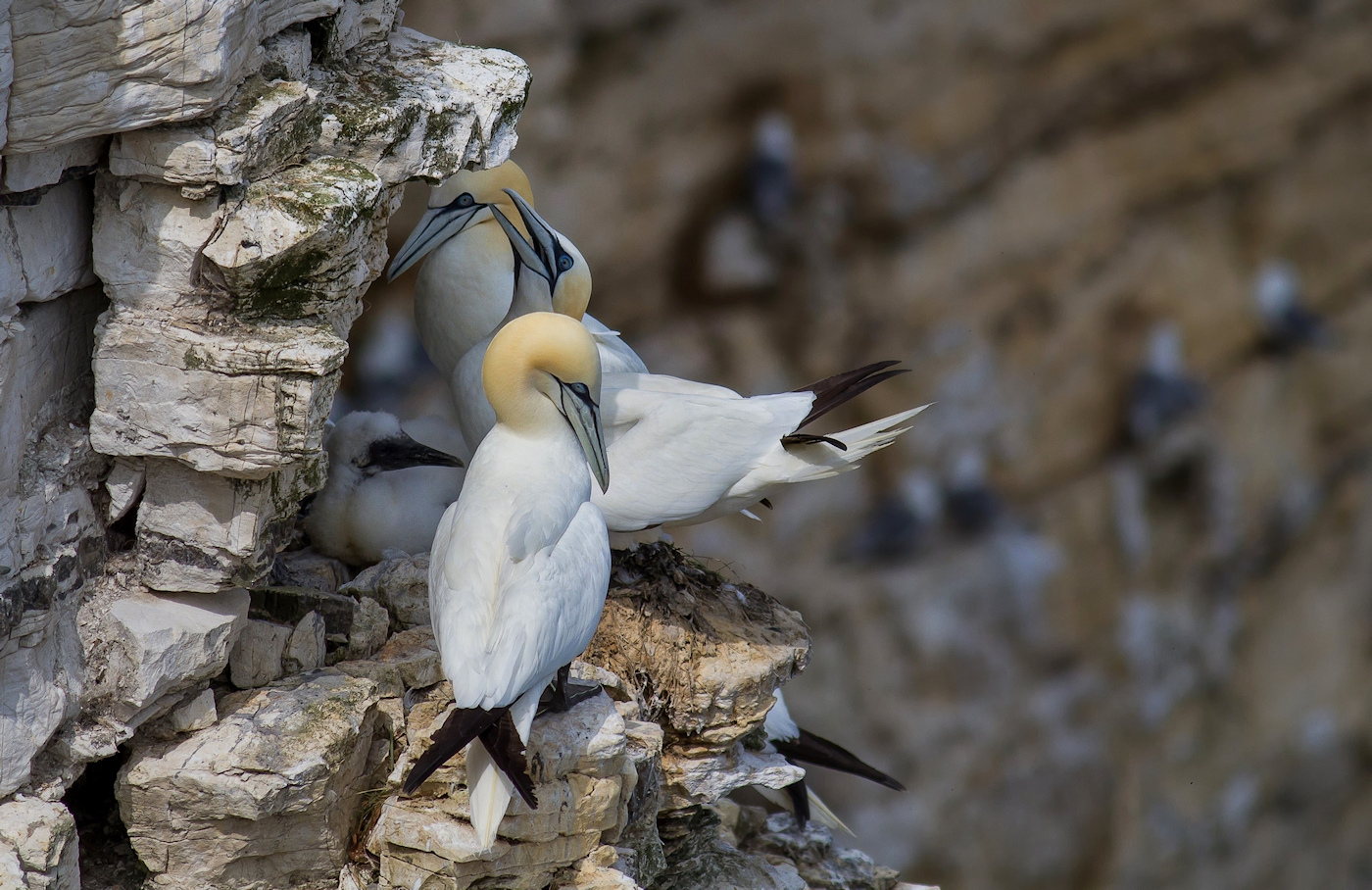 Gannets