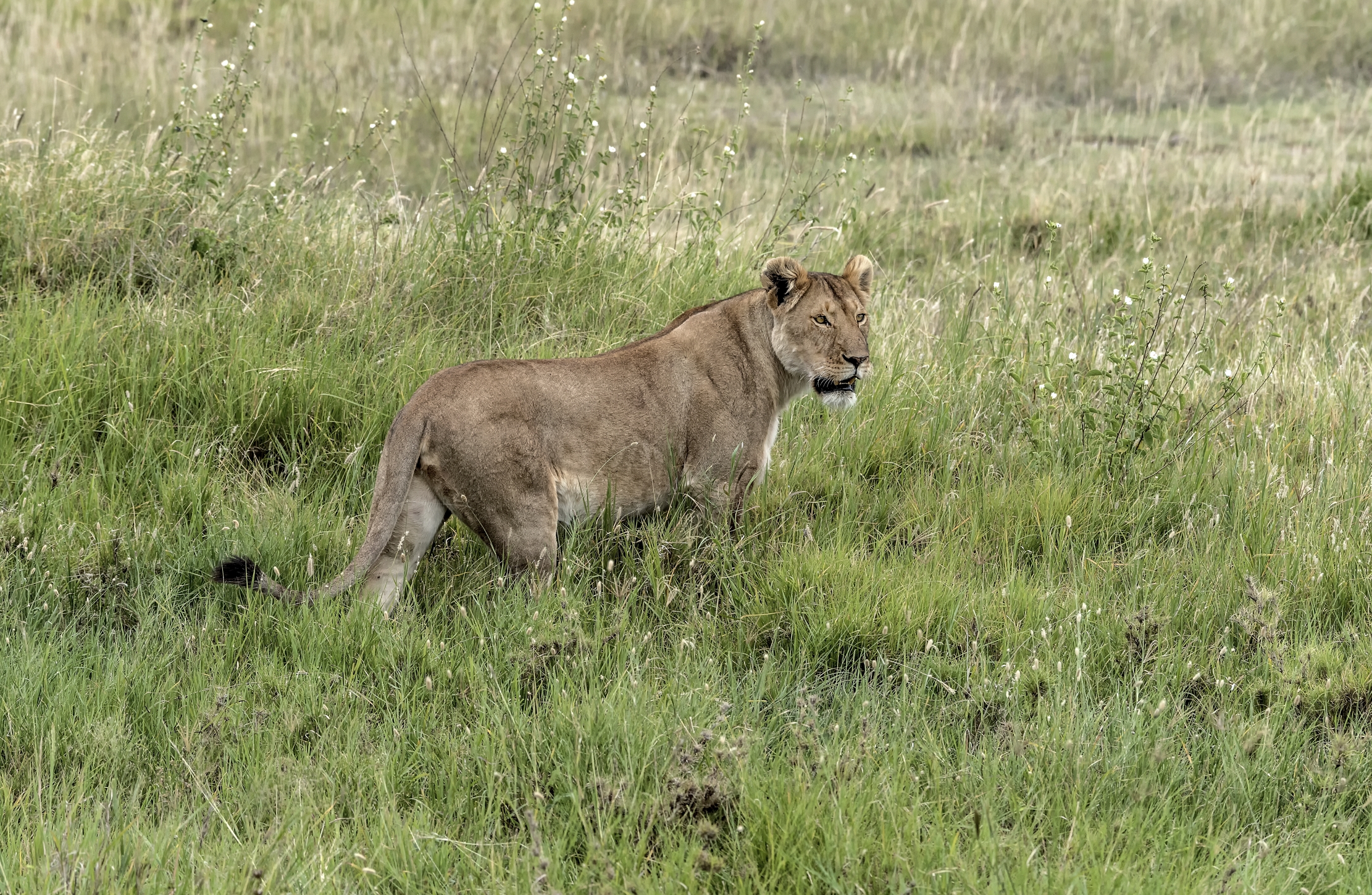 Tanzania 2015 - In the savannah