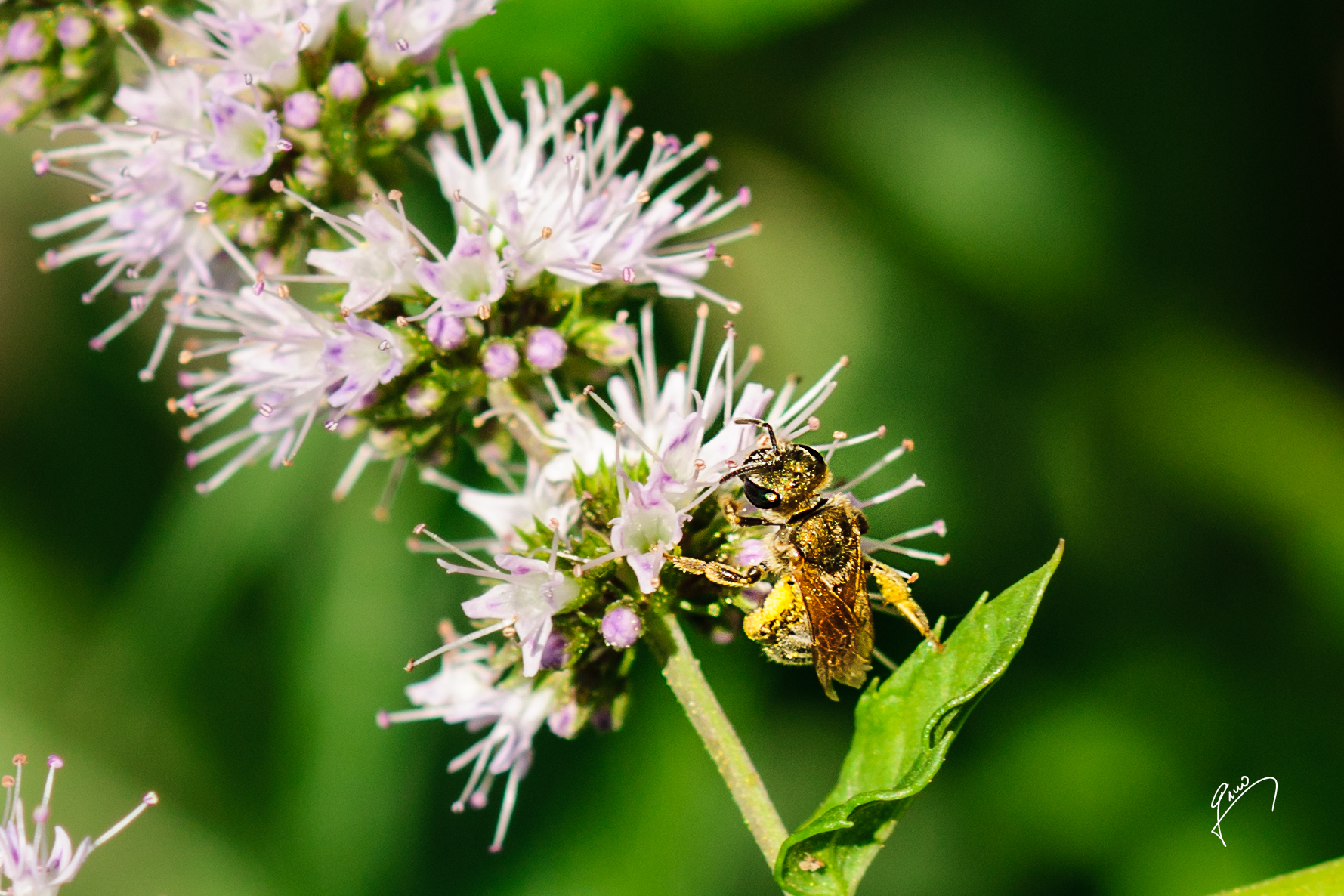 Per rinfrescarsi l'alito