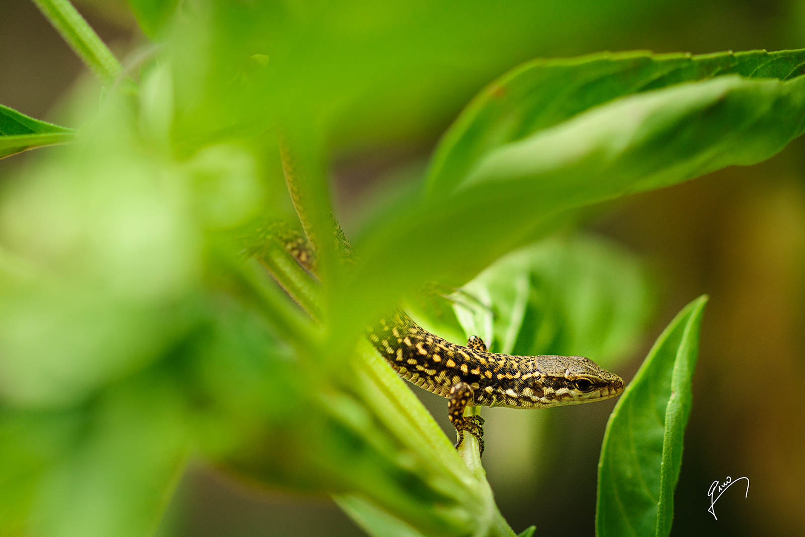 Stasera un po' di pesto?