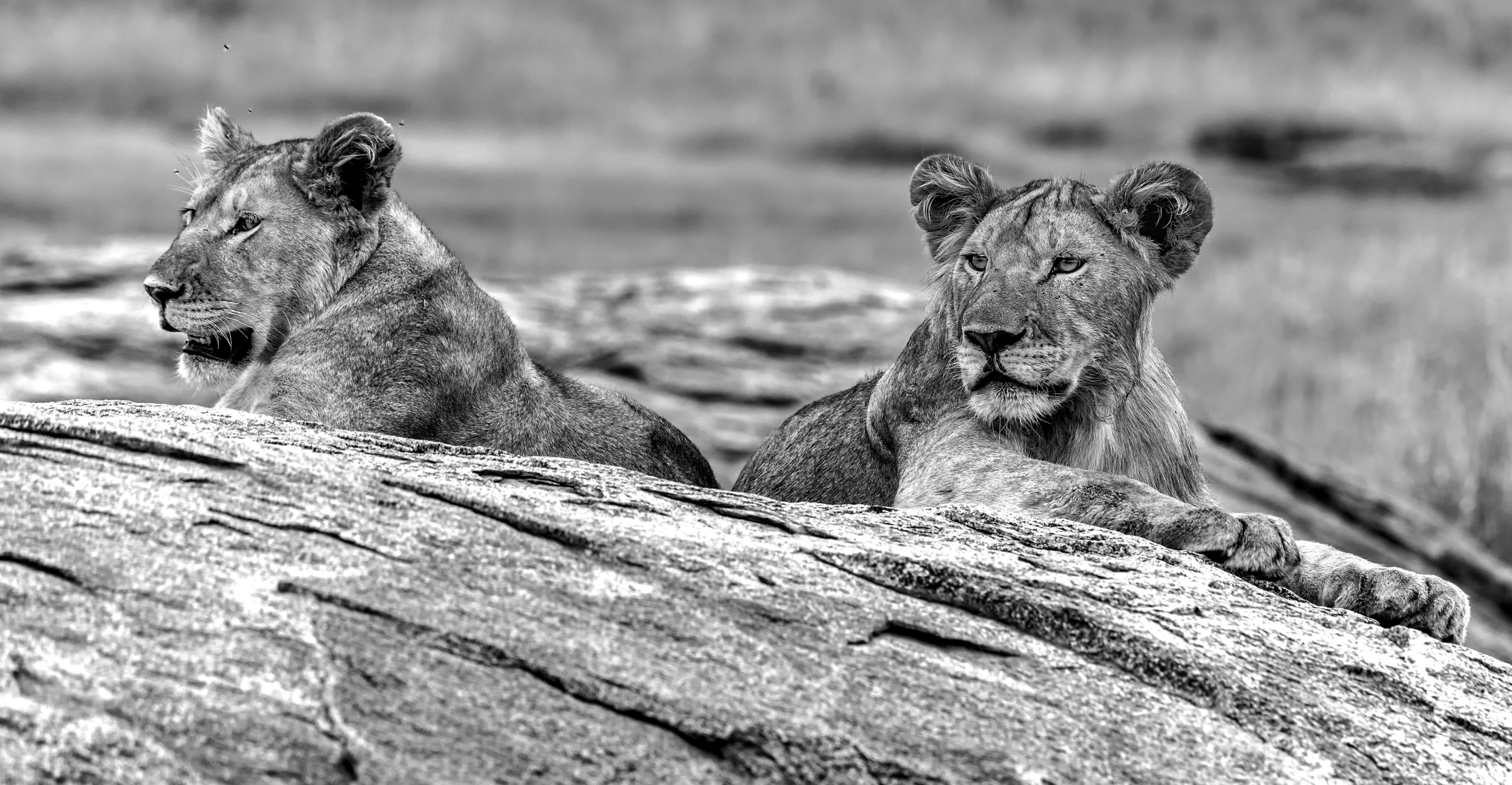 Tanzania 2015 - Sul Kopjes