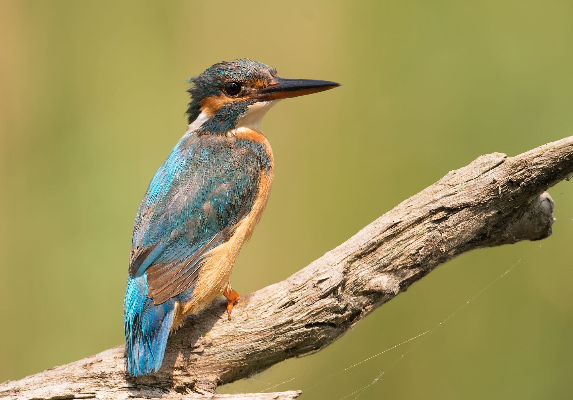 Kingfisher