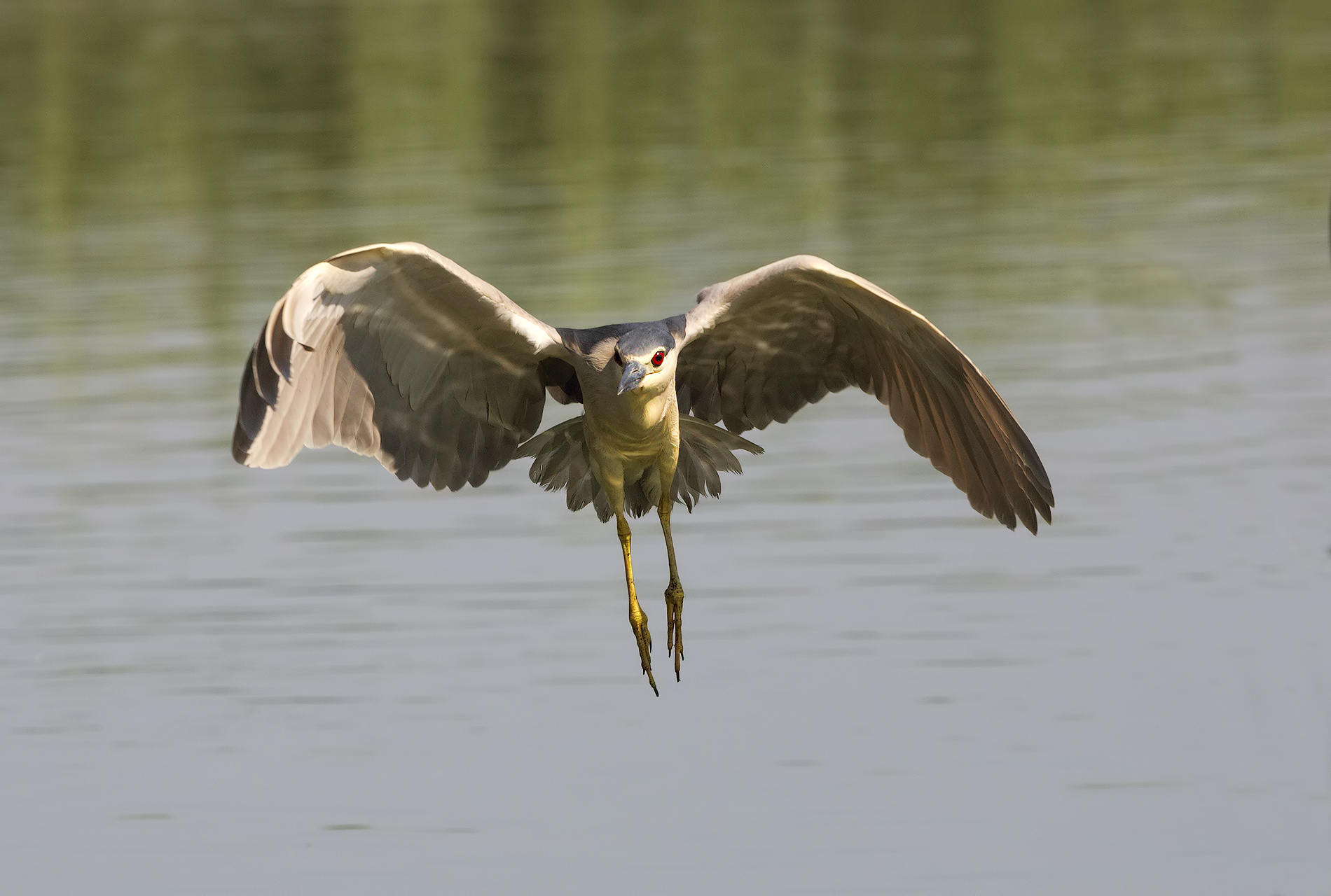 Night Heron in flight