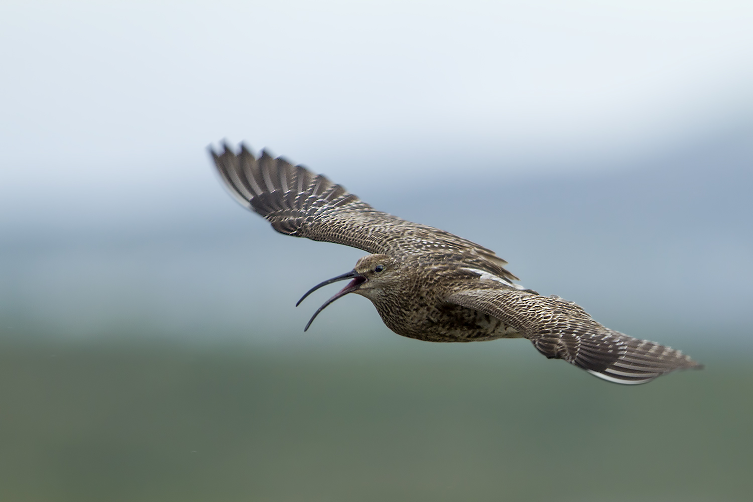 Chiurlo piccolo  in volo