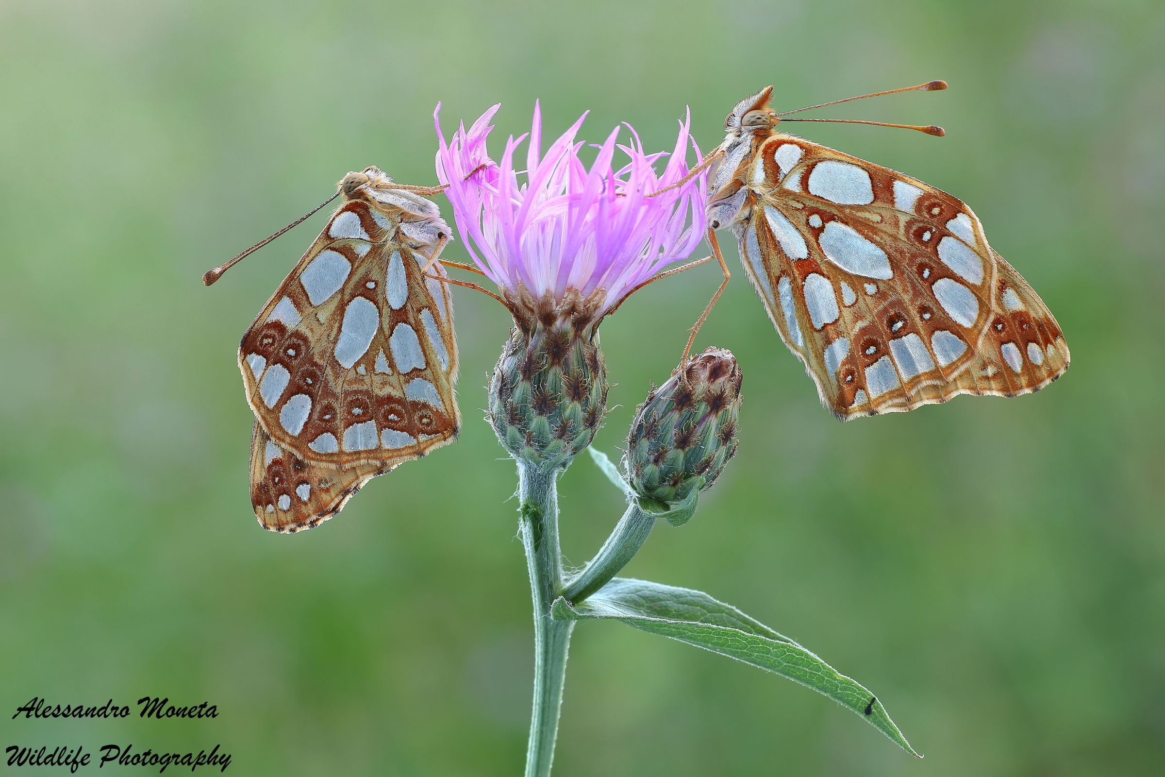 Pair of Issora lathonia