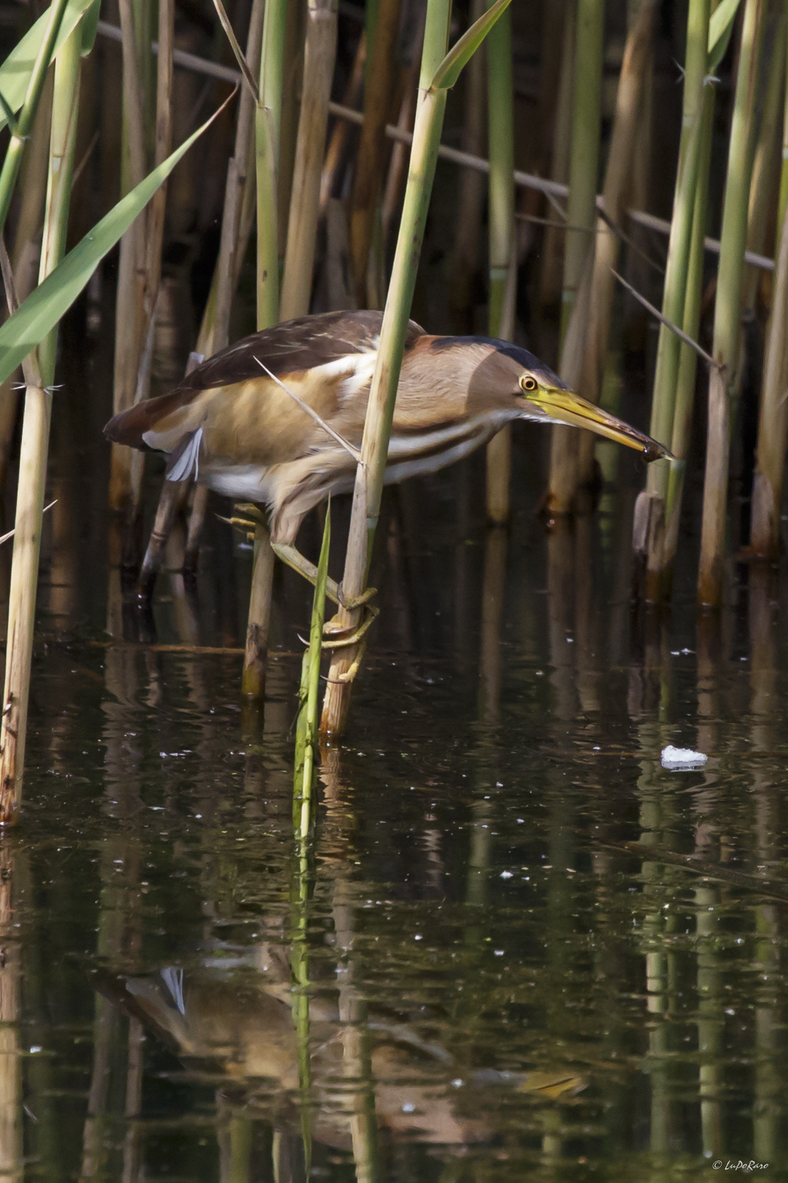 Tarabusino con preda