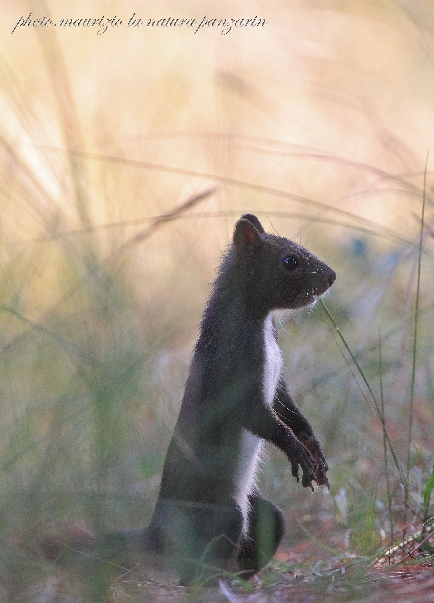 the pixie of the woods!