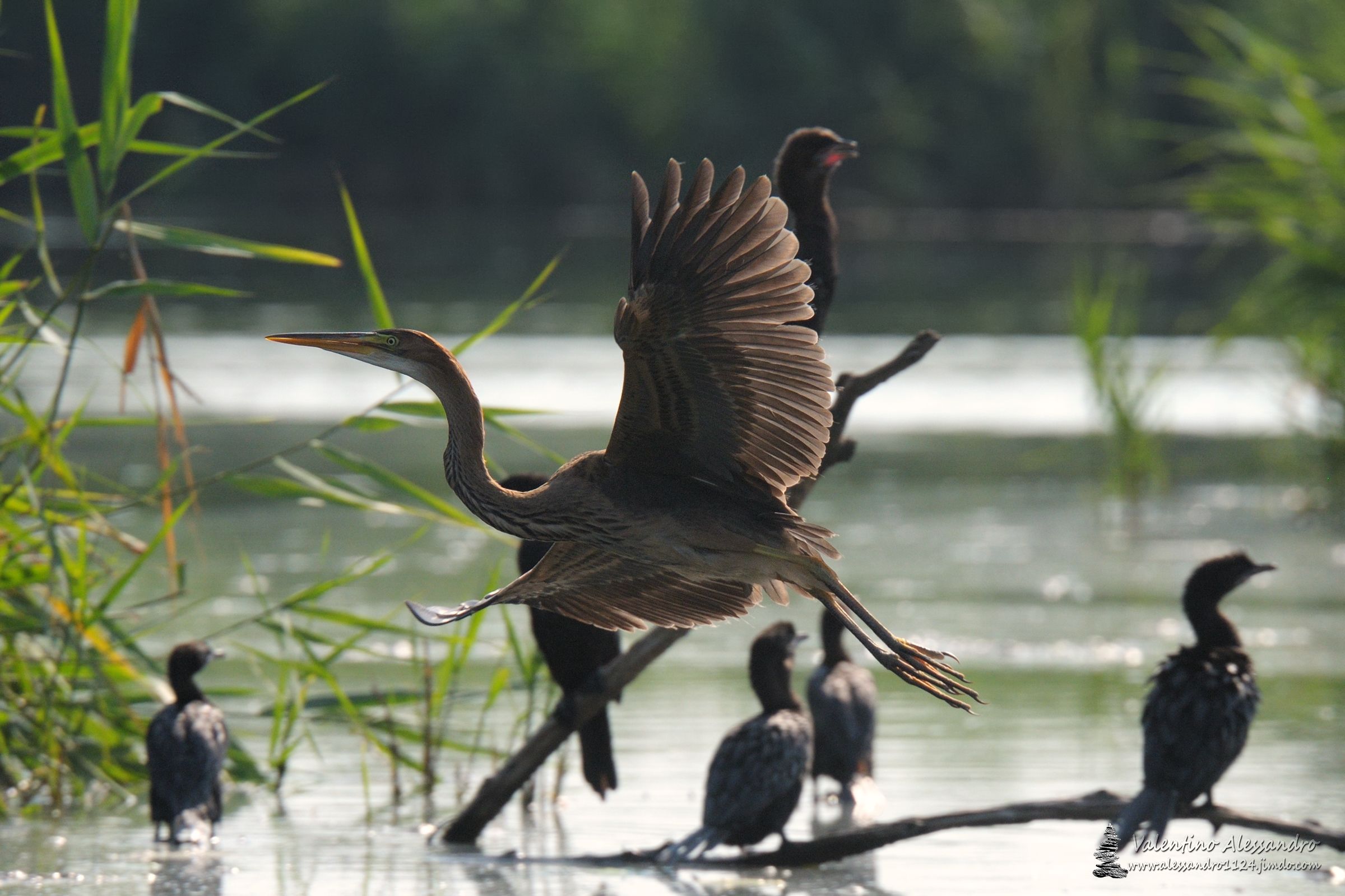 Airone rosso in volo